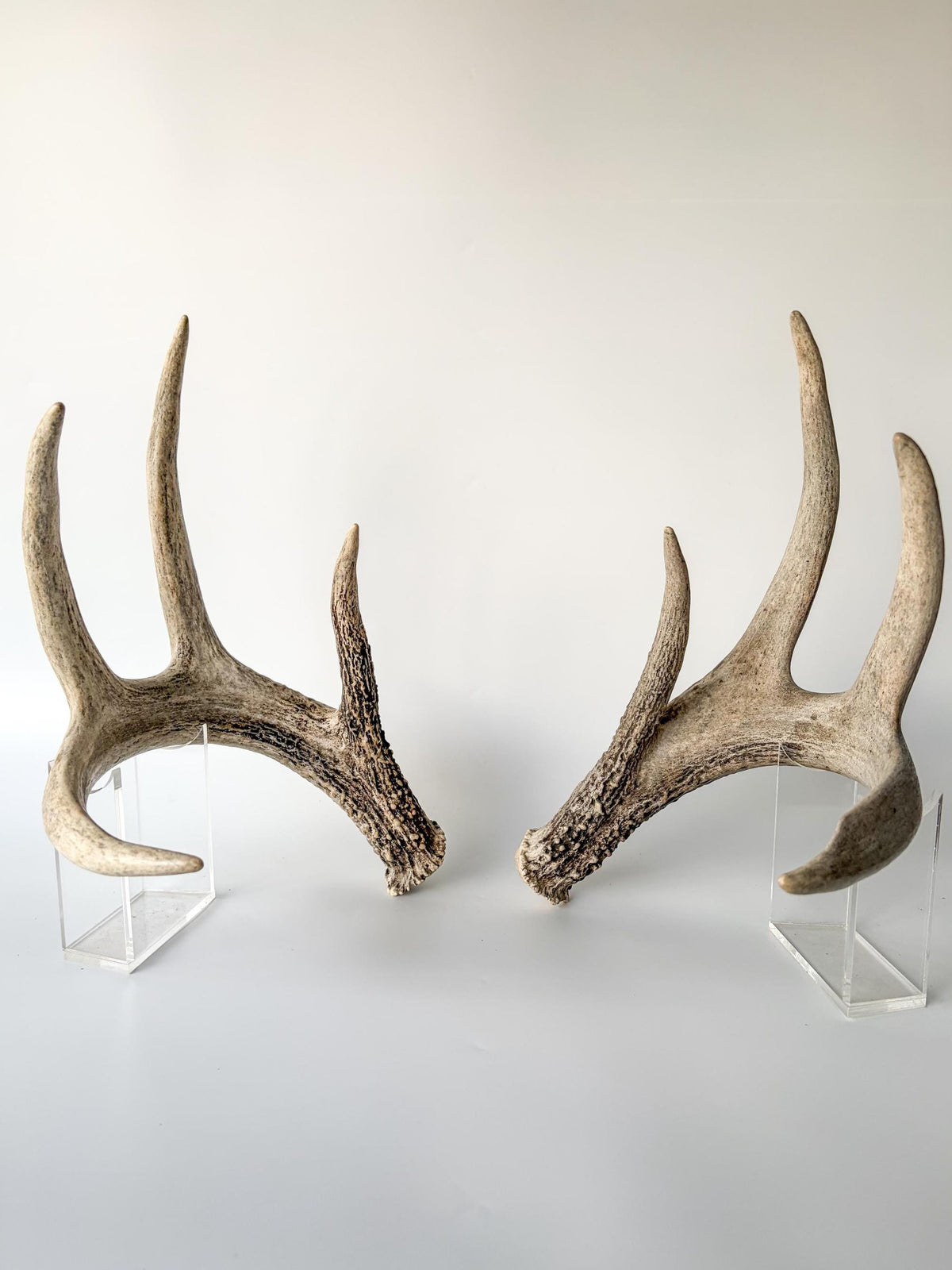 Deer Antlers - Matched sheds from a Whitetail deer. Crafting. Farmhouse, Rustic Decor.