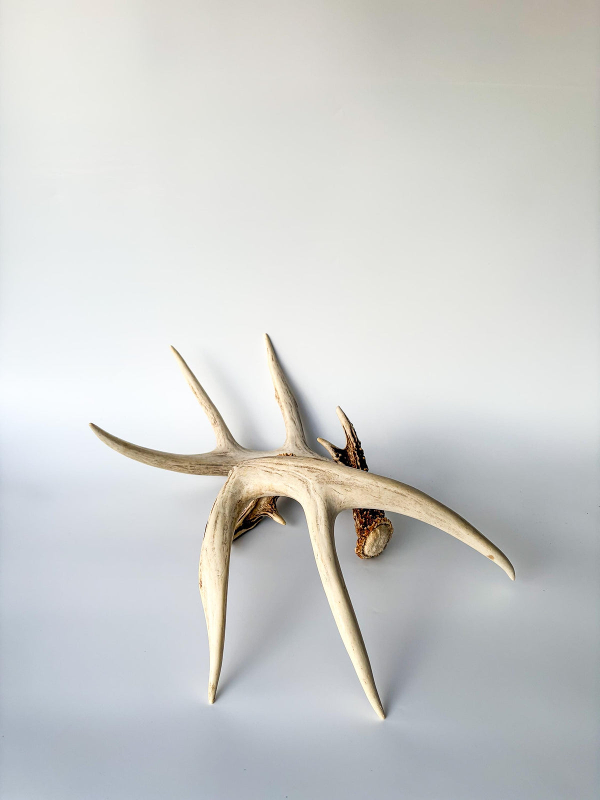 Matched White-Tailed Deer Antlers: Freshly Shed, Medium Sized 8-Point set with Split Brows