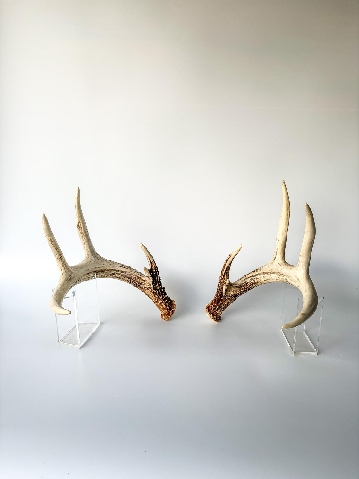 Matched White-Tailed Deer Antlers: Freshly Shed, Medium Sized 8-Point set with Split Brows