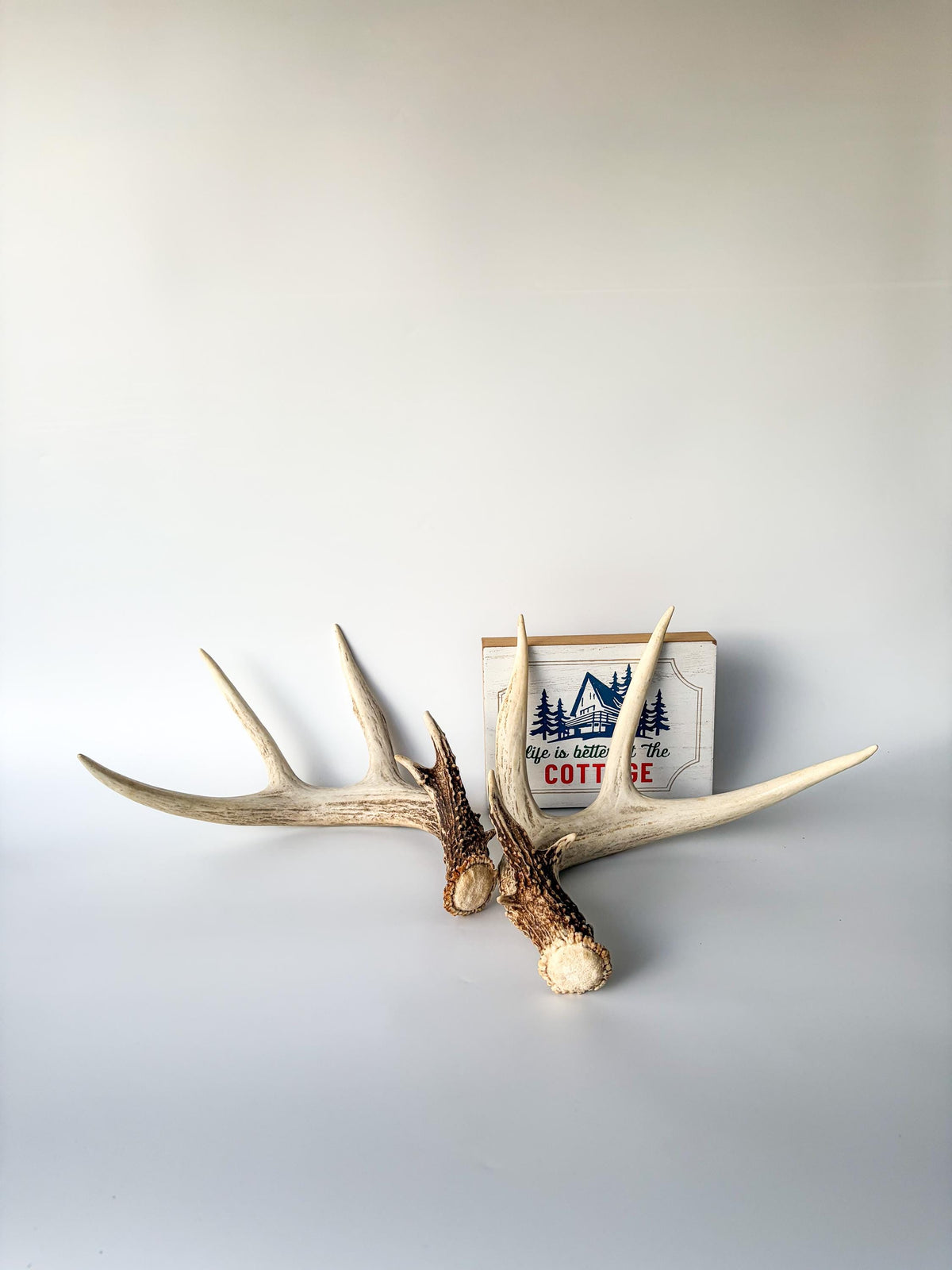 Matched White-Tailed Deer Antlers: Freshly Shed, Medium Sized 8-Point set with Split Brows