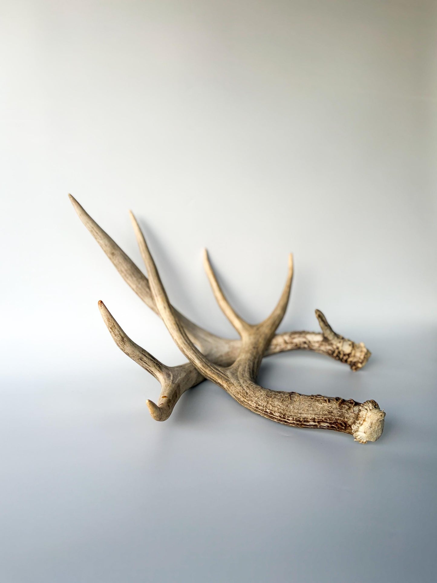 Deer Antlers - Mule deer Matching Set. Wild Canadian Mule deer Buck Antlers for Crafting, Decor and More
