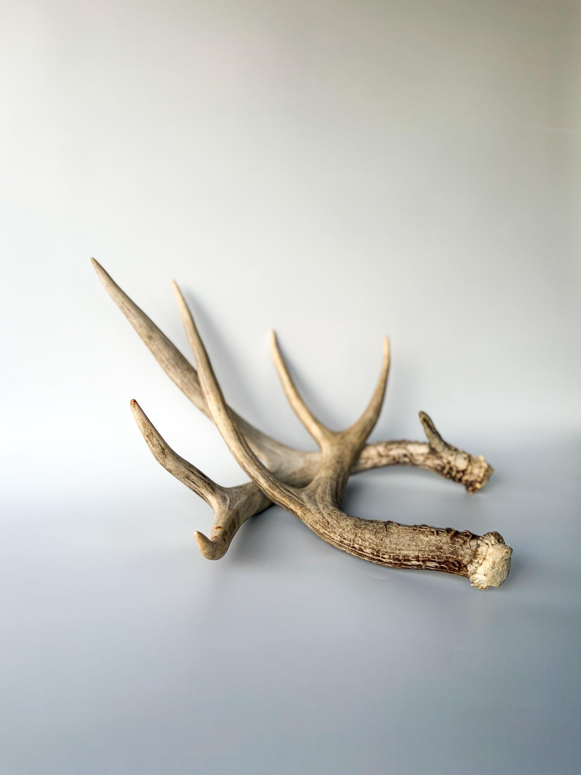 Deer Antlers - Mule deer Matching Set. Wild Canadian Mule deer Buck Antlers for Crafting, Decor and More