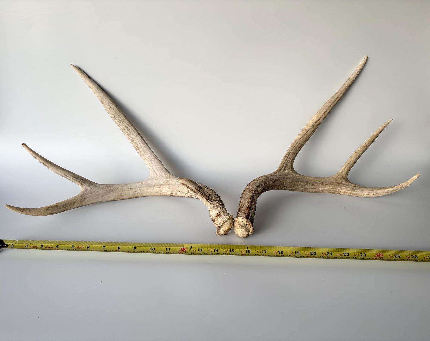 Deer Antlers - Mule deer Matching Set. Wild Canadian Mule deer Buck Antlers for Crafting, Decor and More