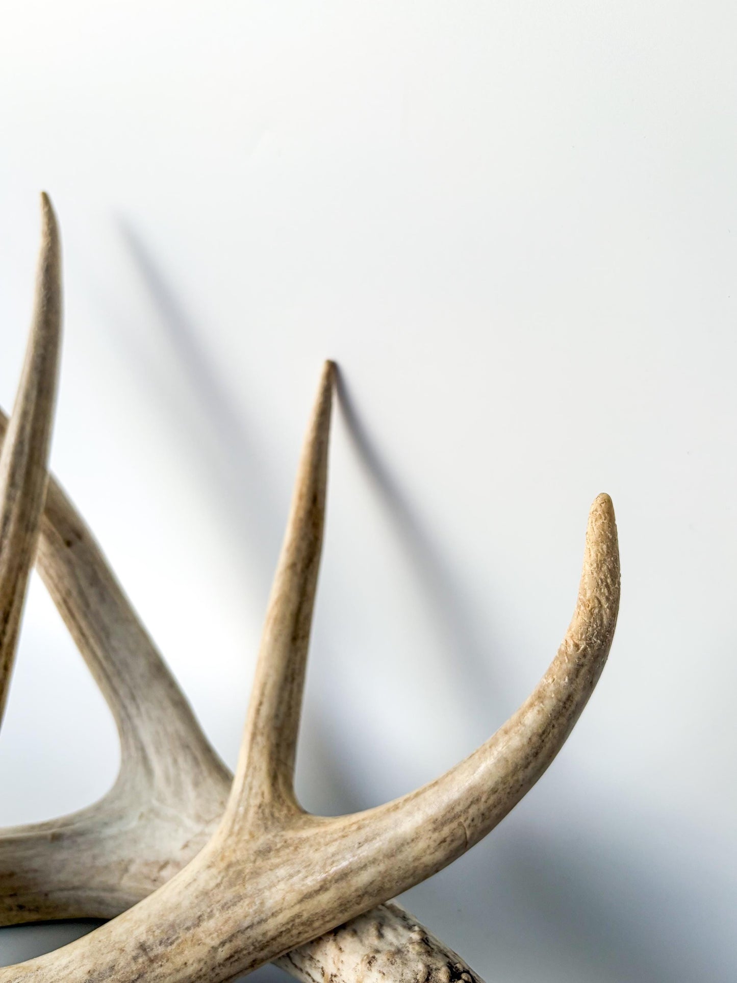 Deer Antlers - Mule deer Matching Set. Wild Canadian Mule deer Buck Antlers for Crafting, Decor and More