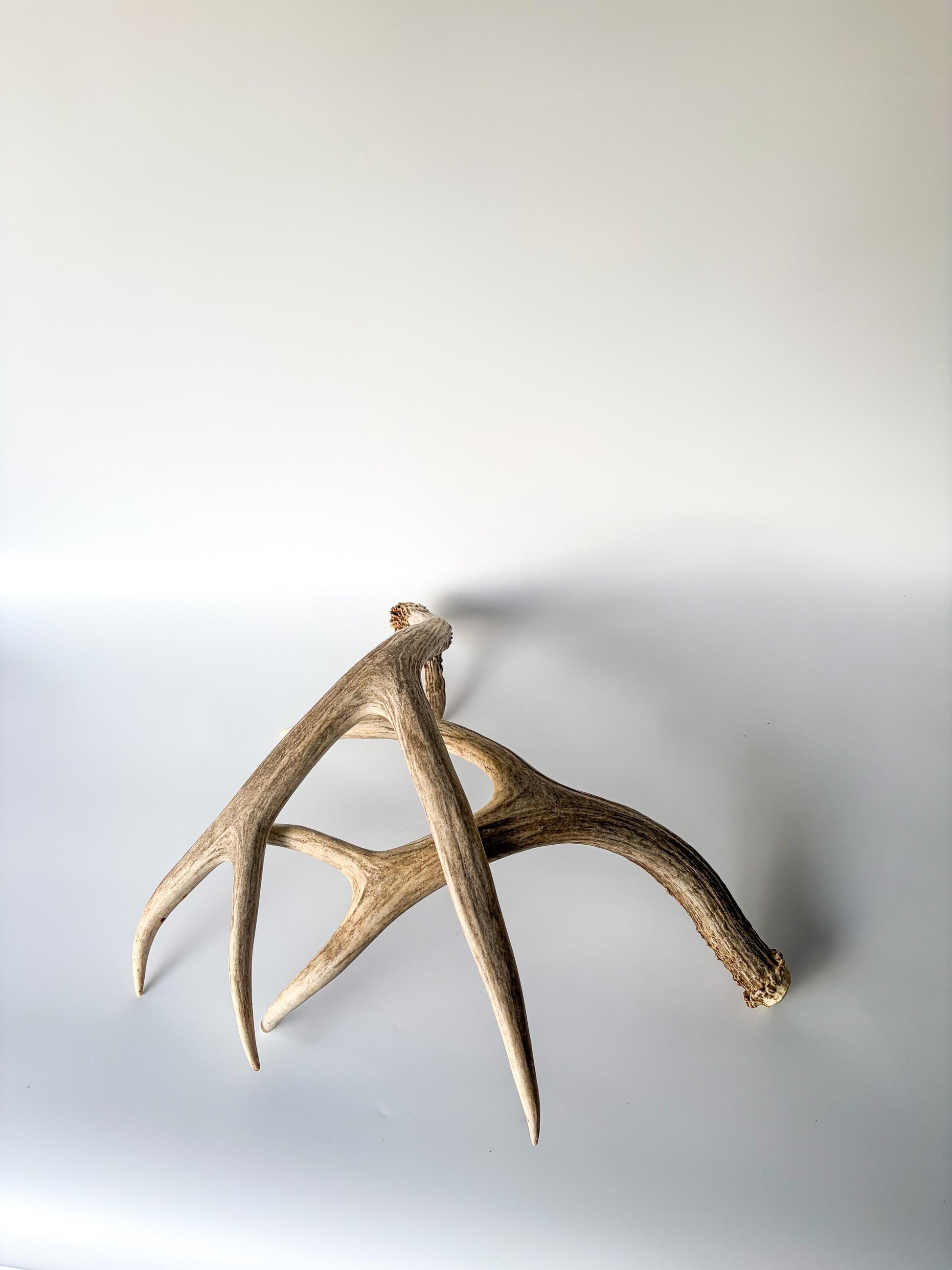 Deer Antlers - Mule deer Matching Set. Wild Canadian Mule deer Buck Antlers for Crafting, Decor and More