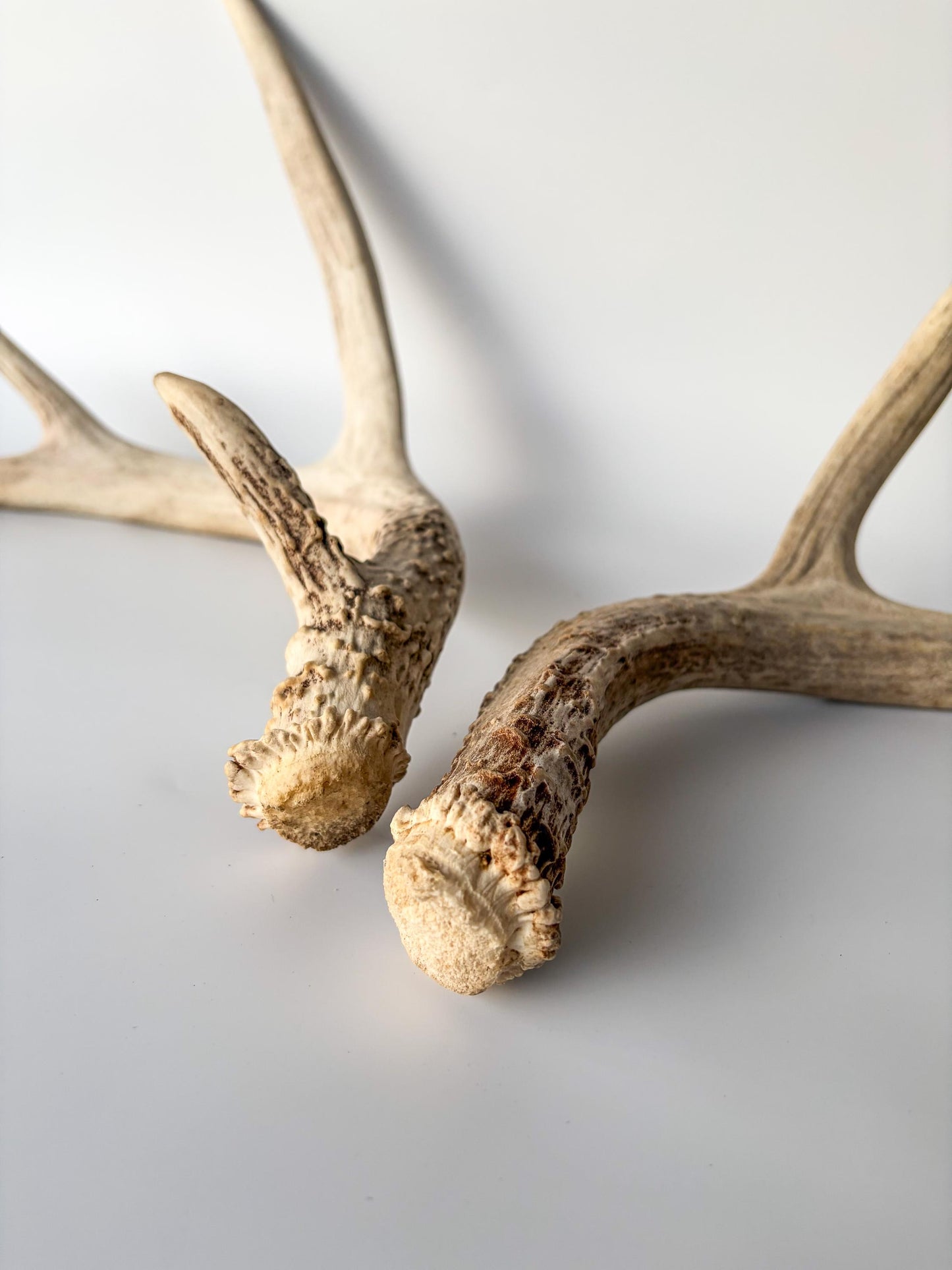 Deer Antlers - Mule deer Matching Set. Wild Canadian Mule deer Buck Antlers for Crafting, Decor and More