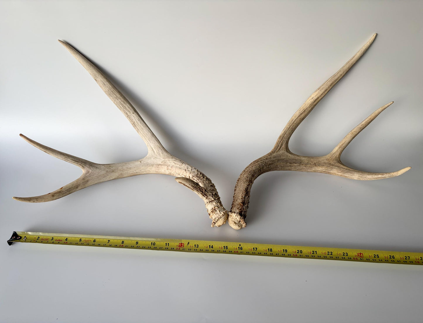 Deer Antlers - Mule deer Matching Set. Wild Canadian Mule deer Buck Antlers for Crafting, Decor and More