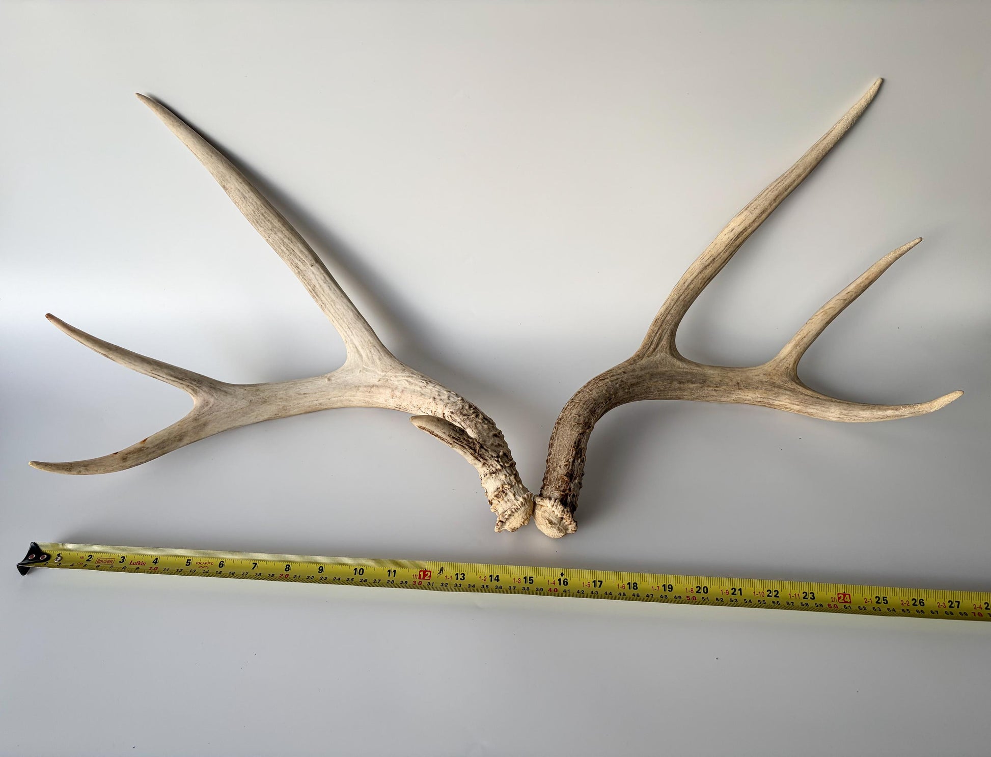 Deer Antlers - Mule deer Matching Set. Wild Canadian Mule deer Buck Antlers for Crafting, Decor and More