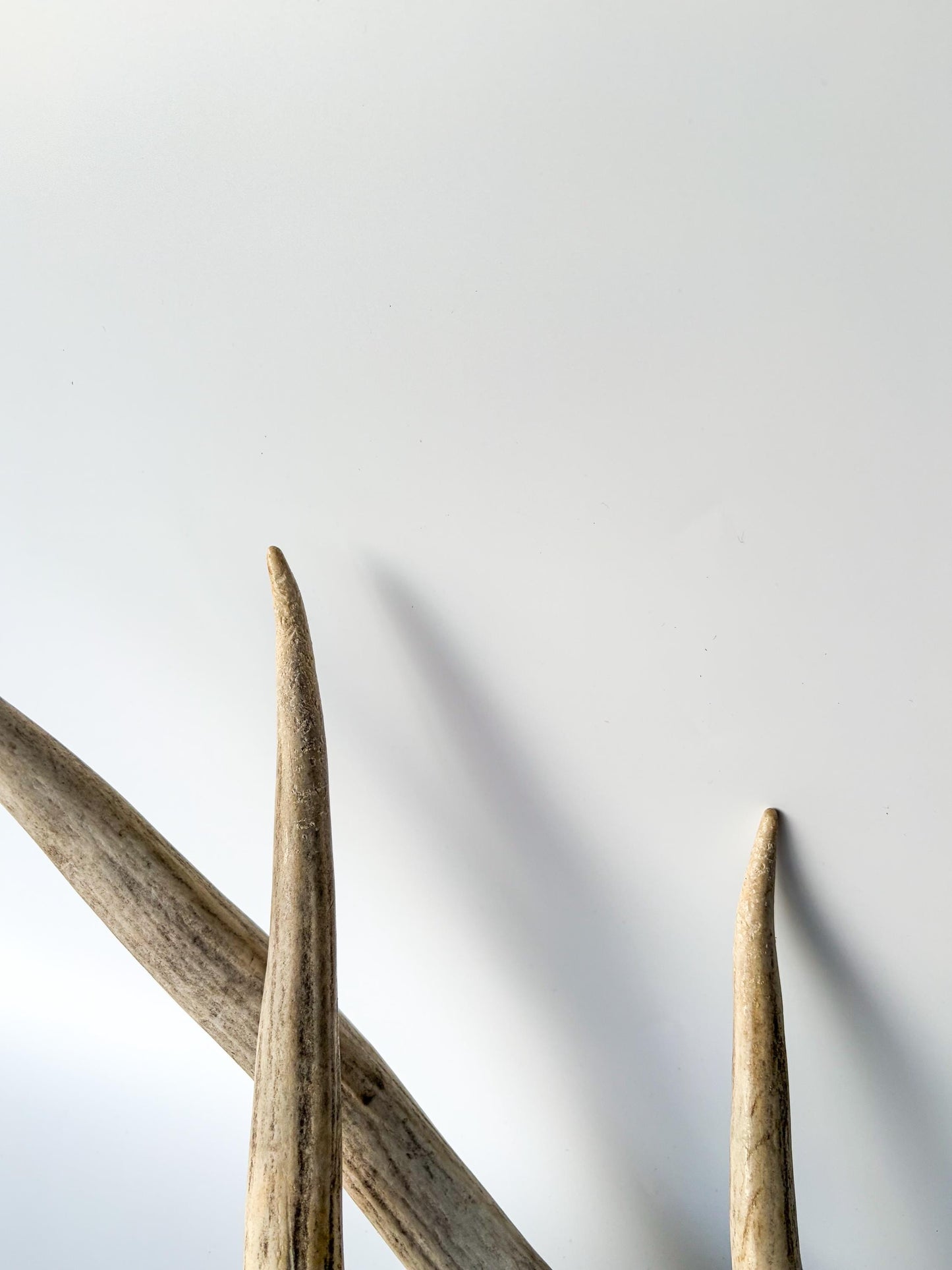 Deer Antlers - Mule deer Matching Set. Wild Canadian Mule deer Buck Antlers for Crafting, Decor and More