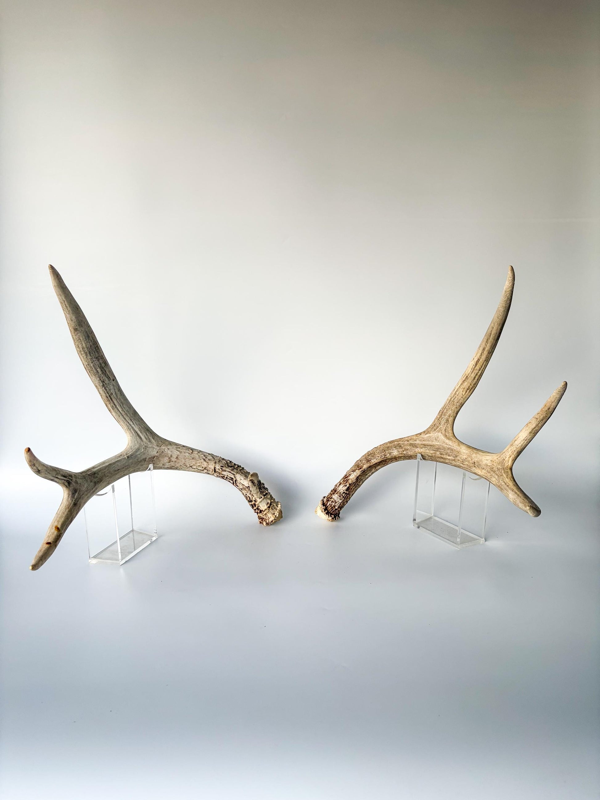 Deer Antlers - Mule deer Matching Set. Wild Canadian Mule deer Buck Antlers for Crafting, Decor and More