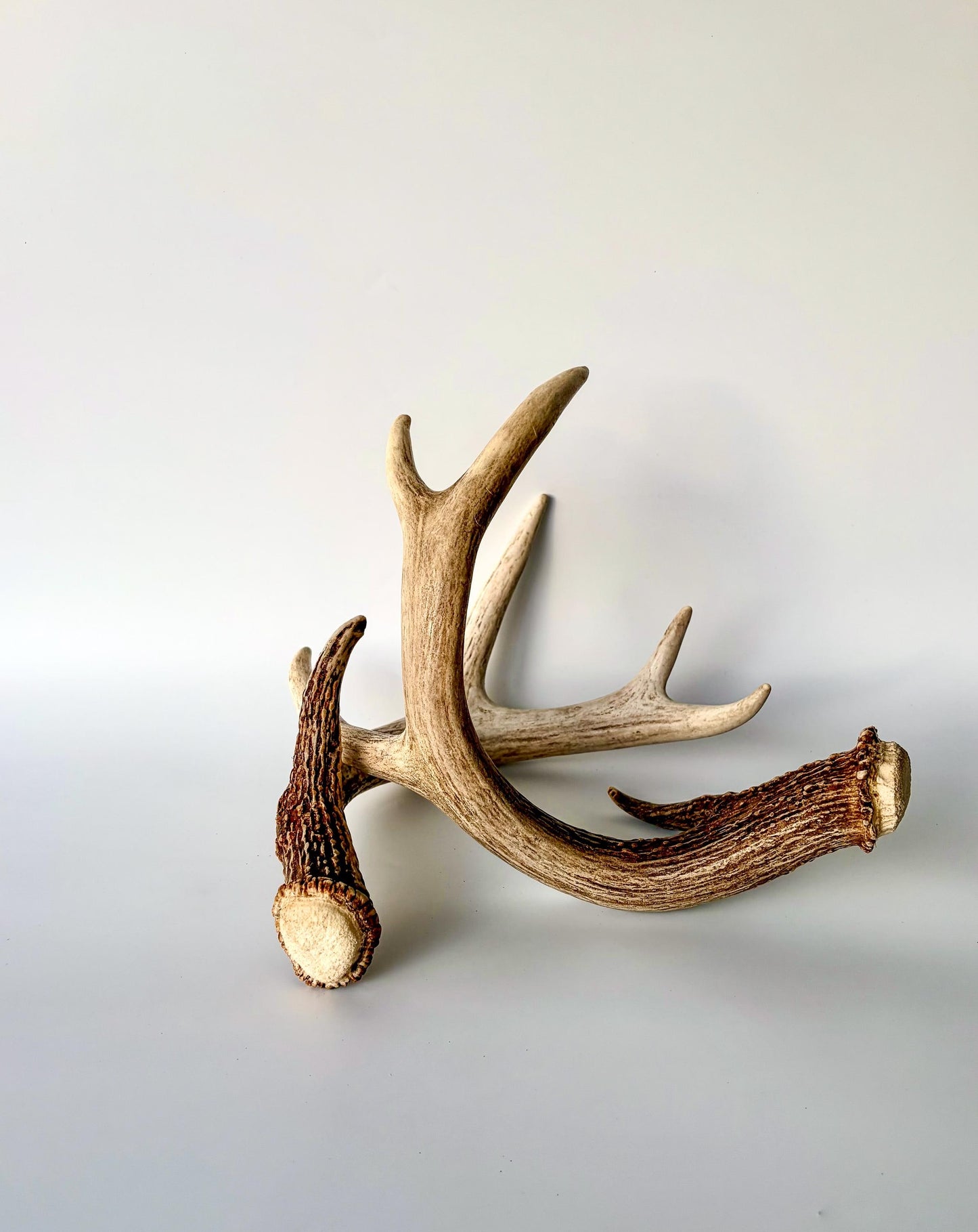 Deer Antlers - White-tailed Deer Matching set. Canadian Buck. Crafting and Decor Antlers