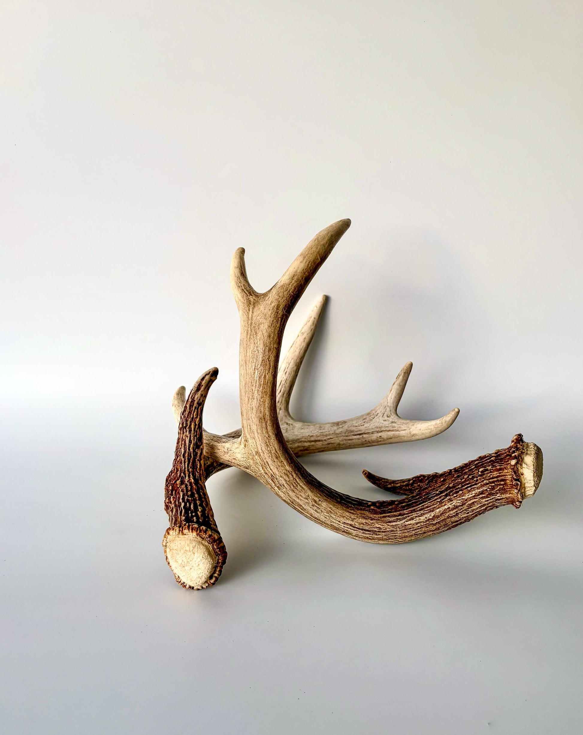 Deer Antlers - White-tailed Deer Matching set. Canadian Buck. Crafting and Decor Antlers