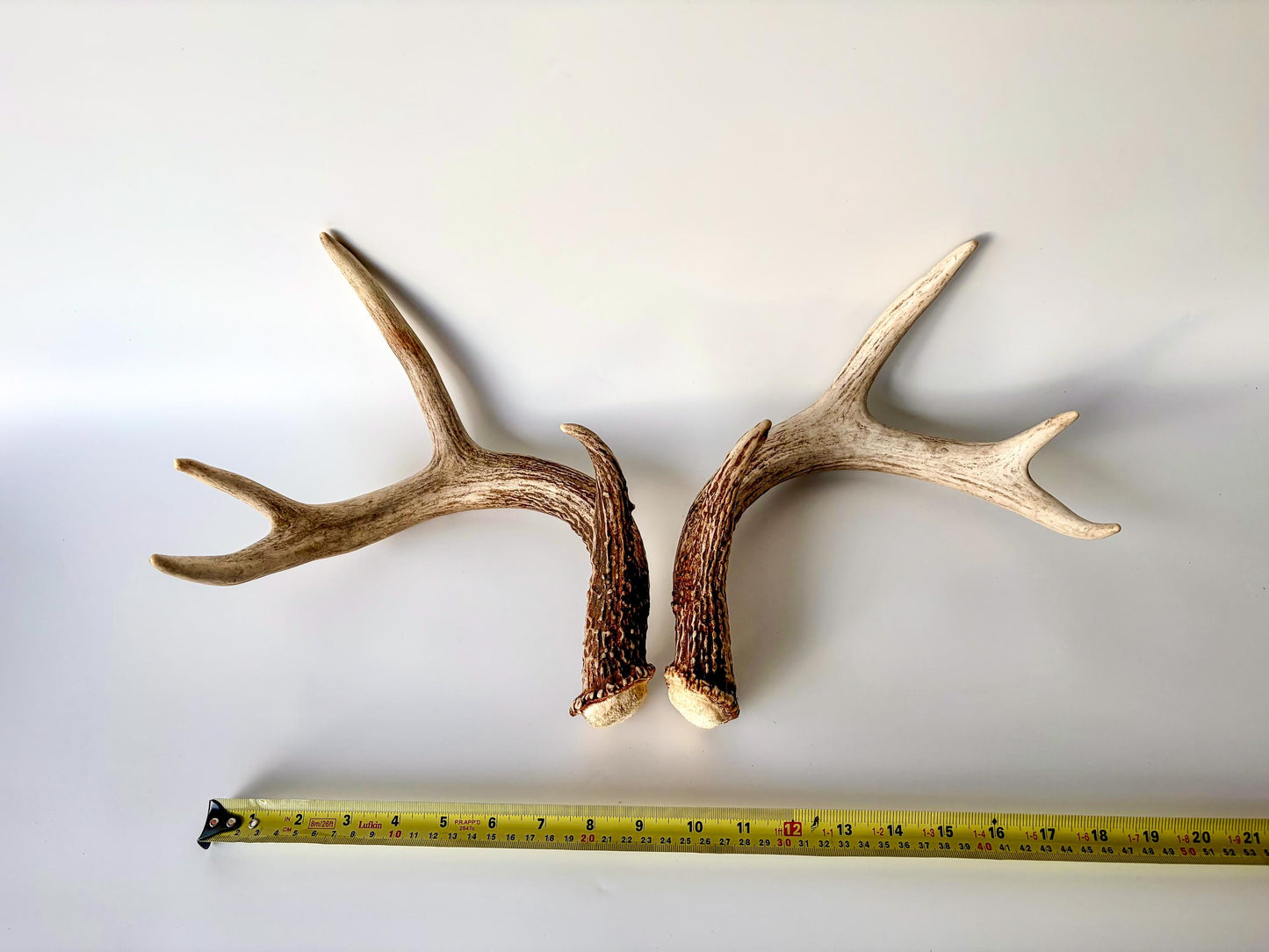Deer Antlers - White-tailed Deer Matching set. Canadian Buck. Crafting and Decor Antlers