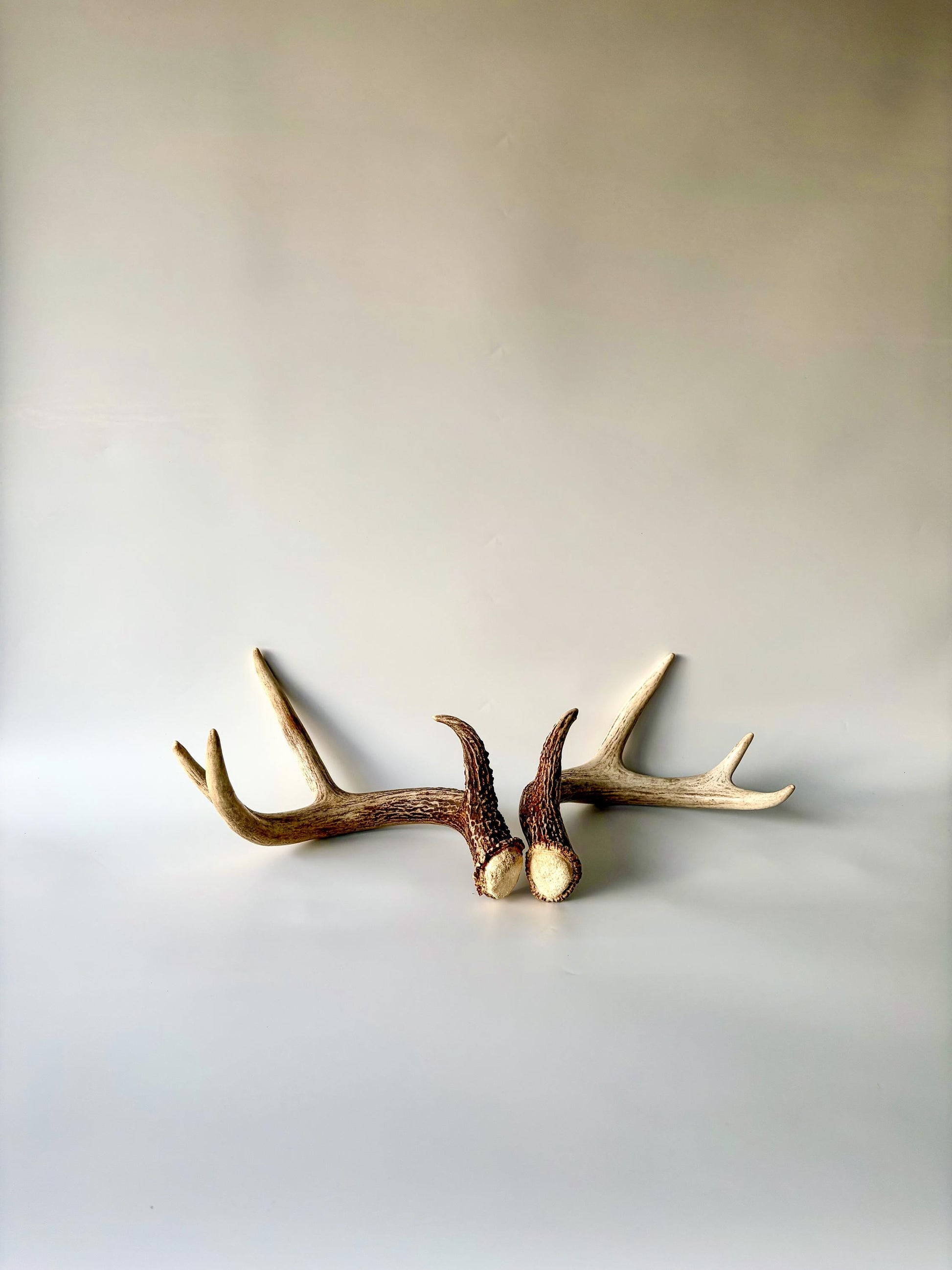 Deer Antlers - White-tailed Deer Matching set. Canadian Buck. Crafting and Decor Antlers