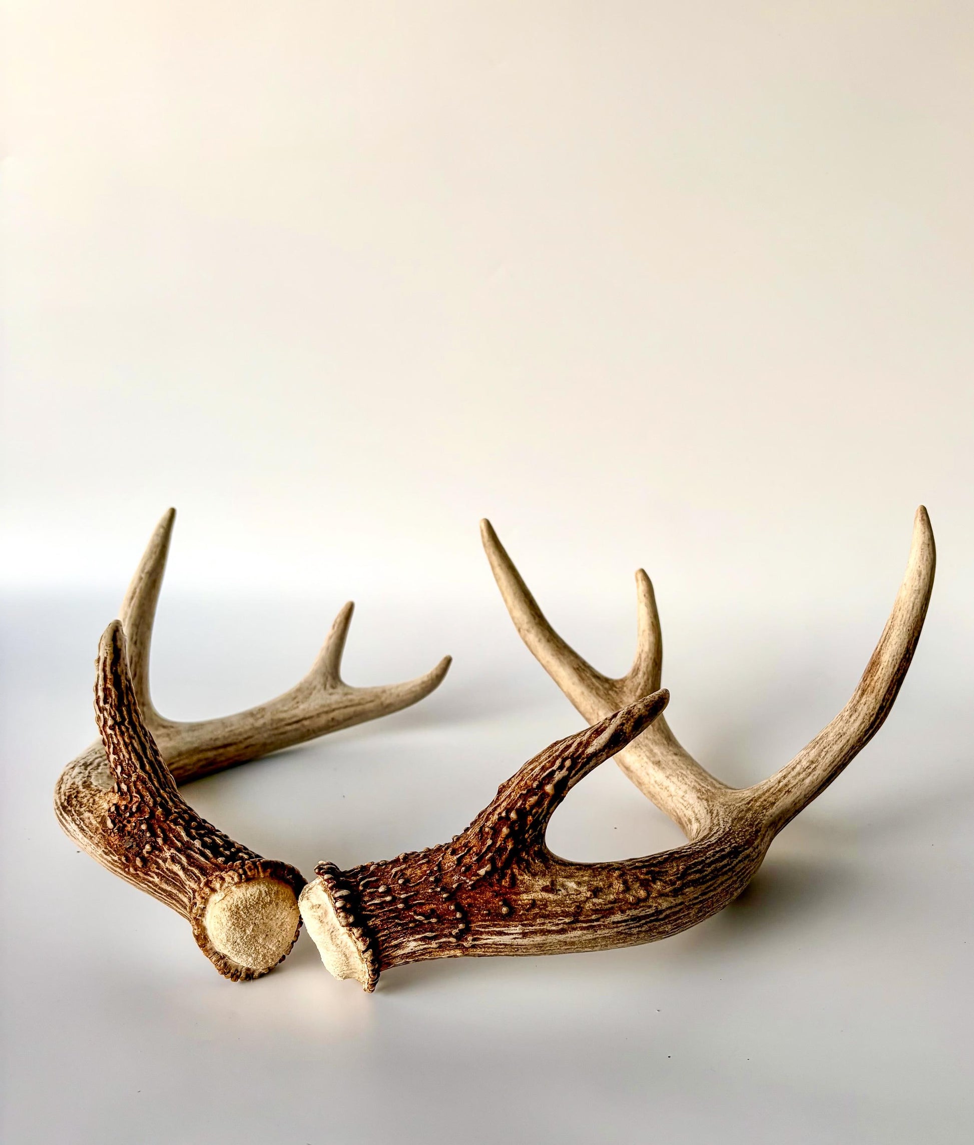 Deer Antlers - White-tailed Deer Matching set. Canadian Buck. Crafting and Decor Antlers
