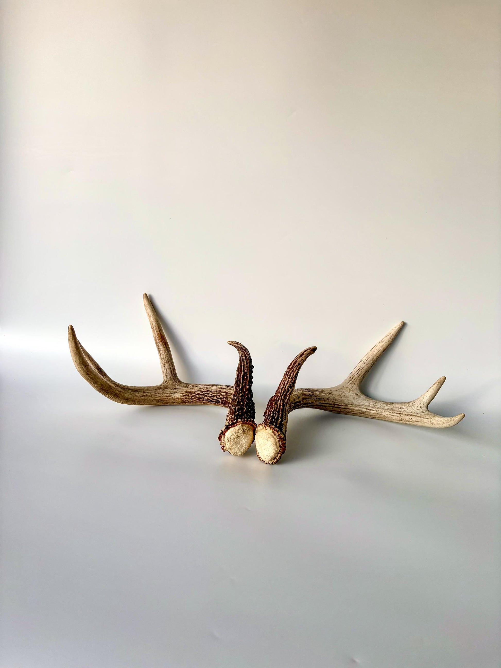 Deer Antlers - White-tailed Deer Matching set. Canadian Buck. Crafting and Decor Antlers