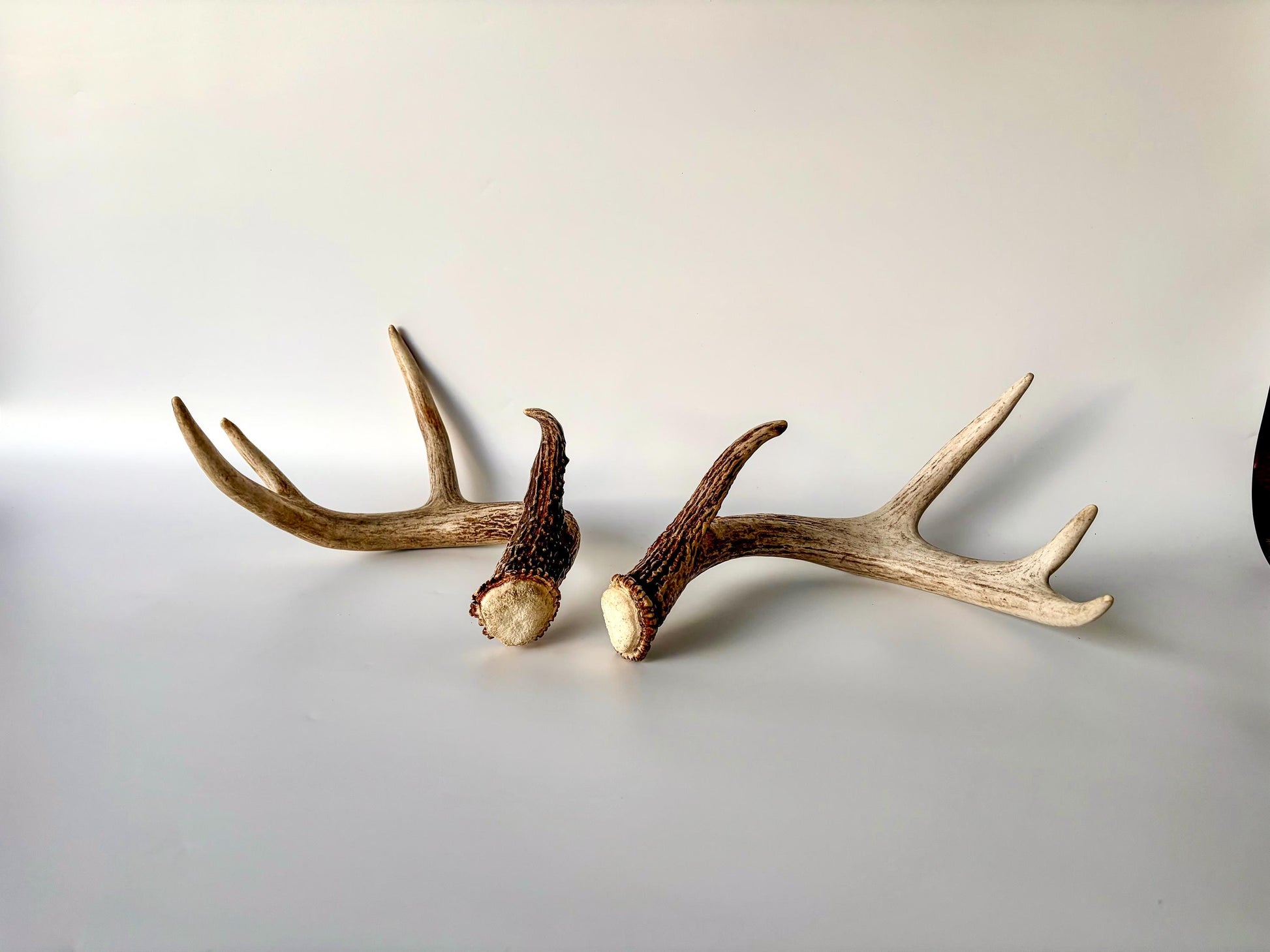 Deer Antlers - White-tailed Deer Matching set. Canadian Buck. Crafting and Decor Antlers
