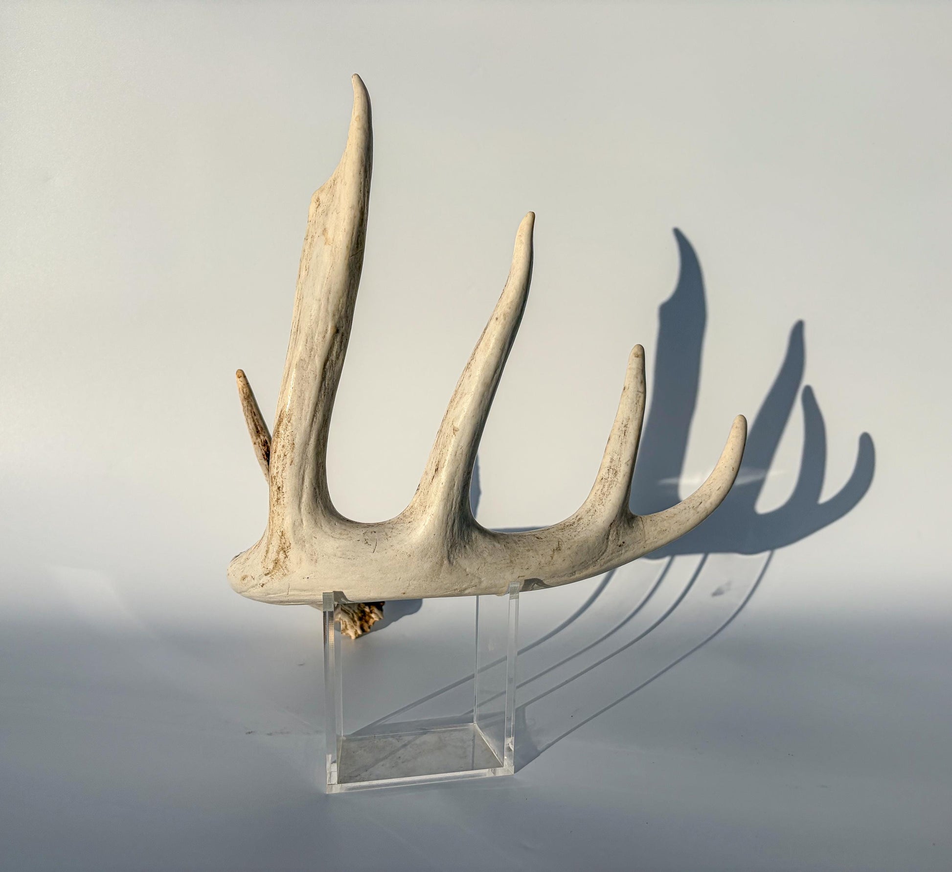 White-tailed Deer Antler – Naturally Shed, 5-Point, Crafting Decor