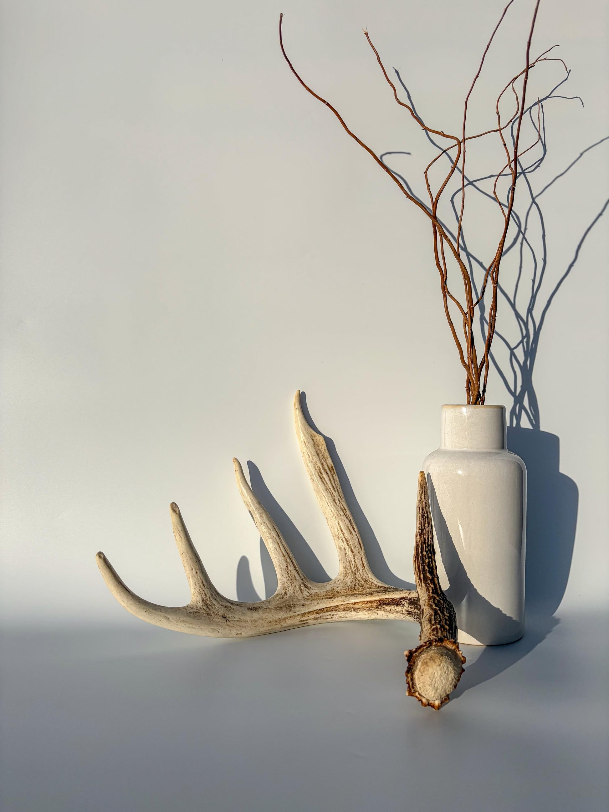 White-tailed Deer Antler – Naturally Shed, 5-Point, Crafting Decor