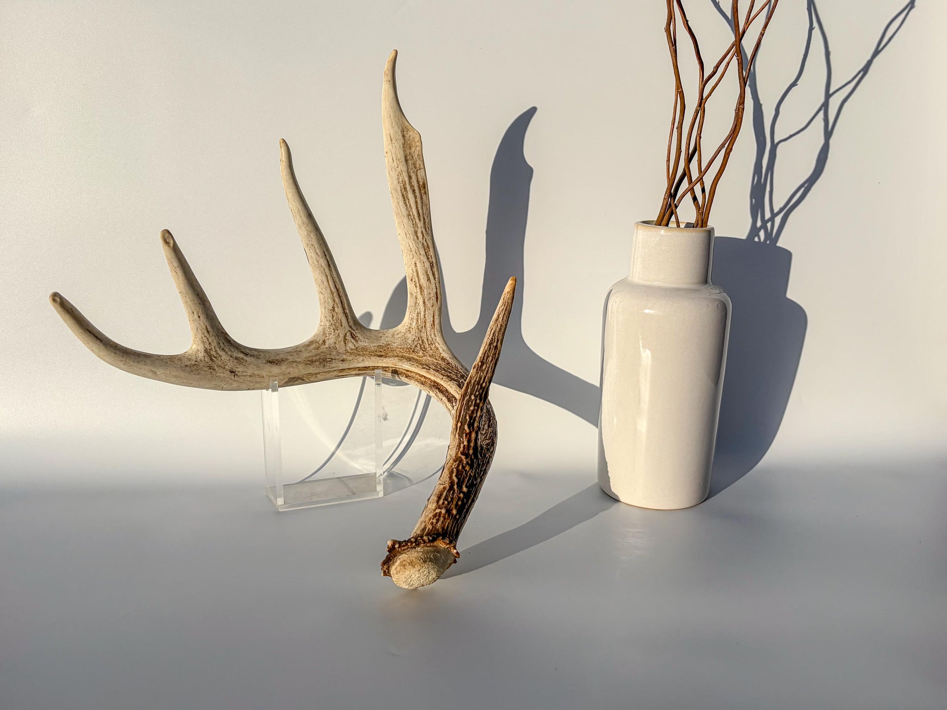 White-tailed Deer Antler – Naturally Shed, 5-Point, Crafting Decor