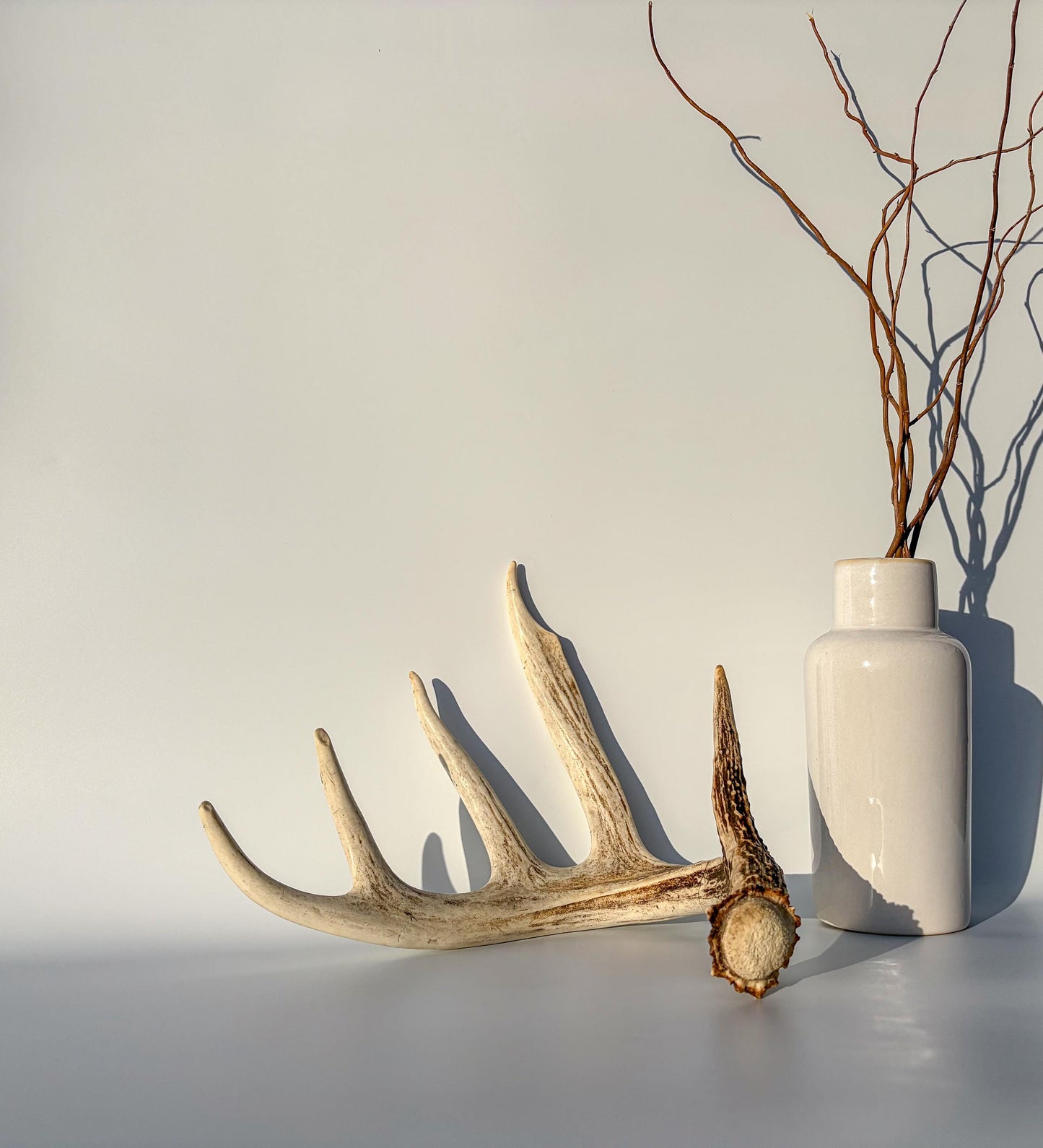 White-tailed Deer Antler – Naturally Shed, 5-Point, Crafting Decor