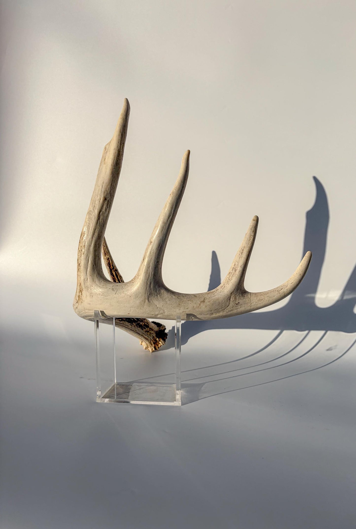 White-tailed Deer Antler – Naturally Shed, 5-Point, Crafting Decor