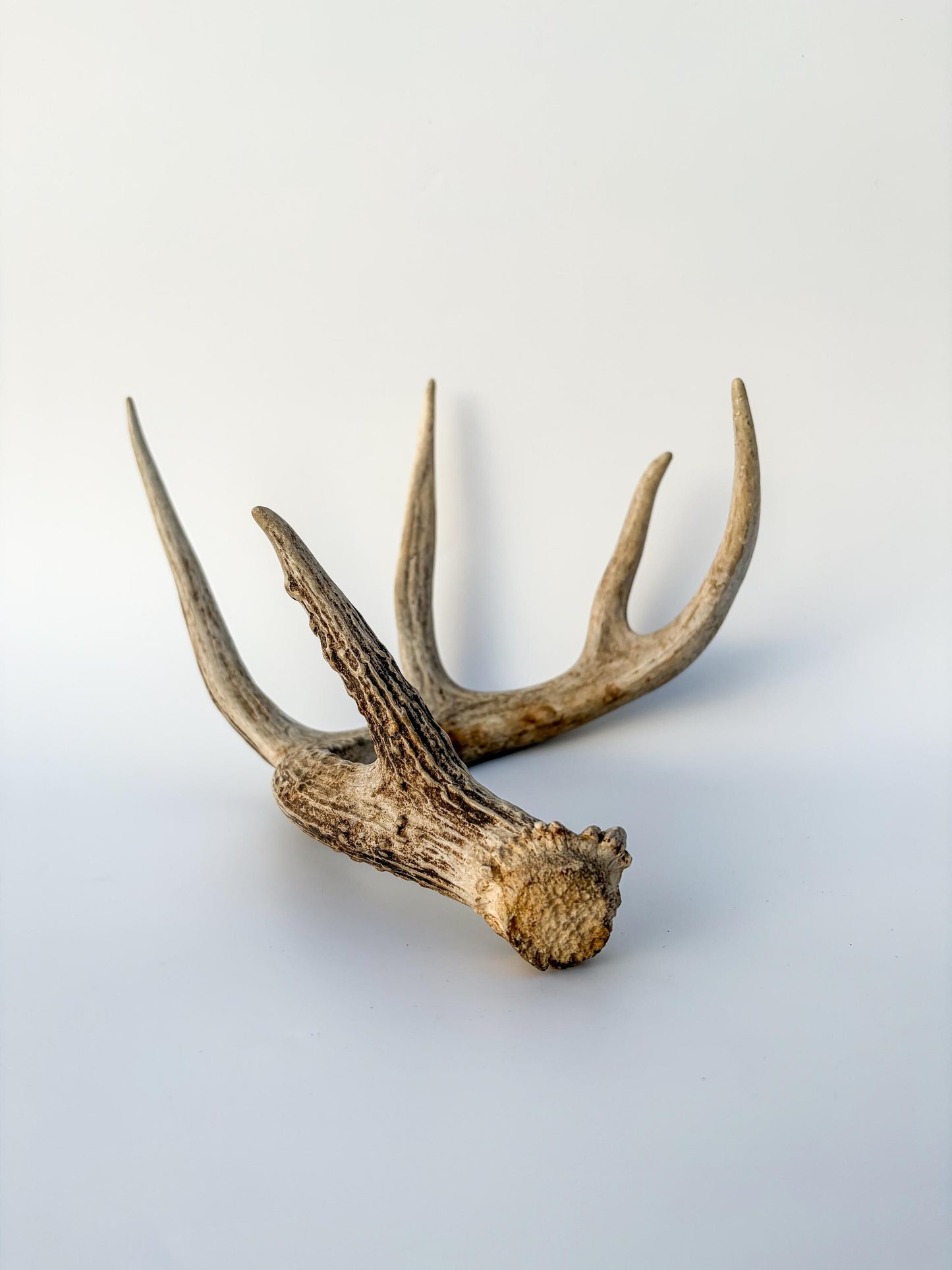 Deer Antler - White-tailed deer Antler. Wild antler for decor, design, crafting and more