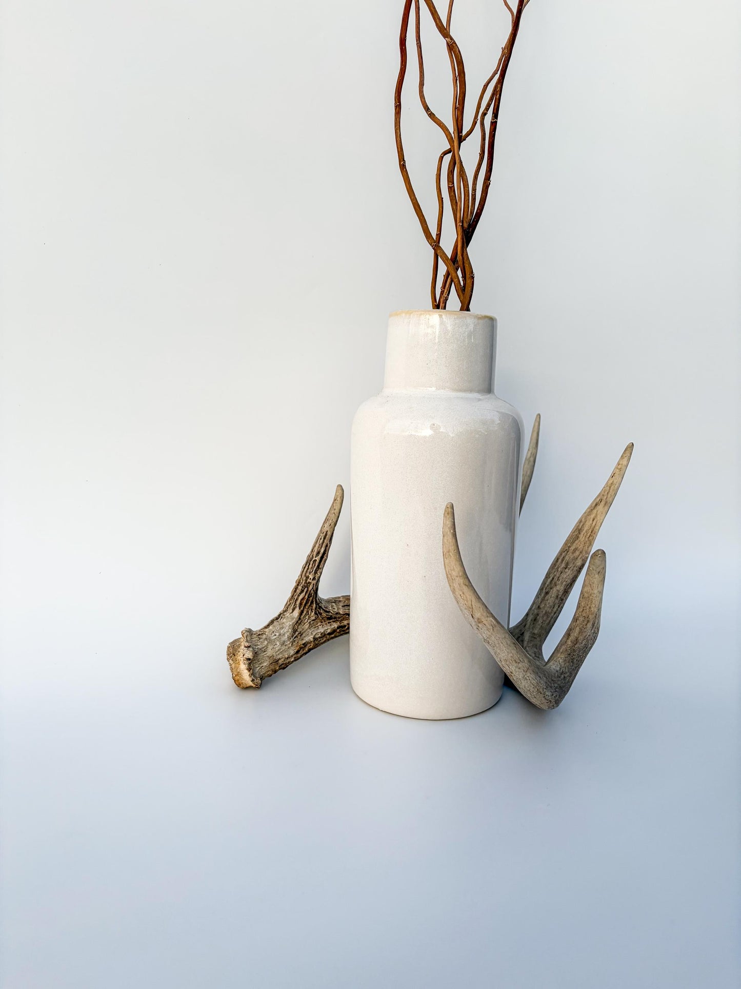 Deer Antler - White-tailed deer Antler. Wild antler for decor, design, crafting and more