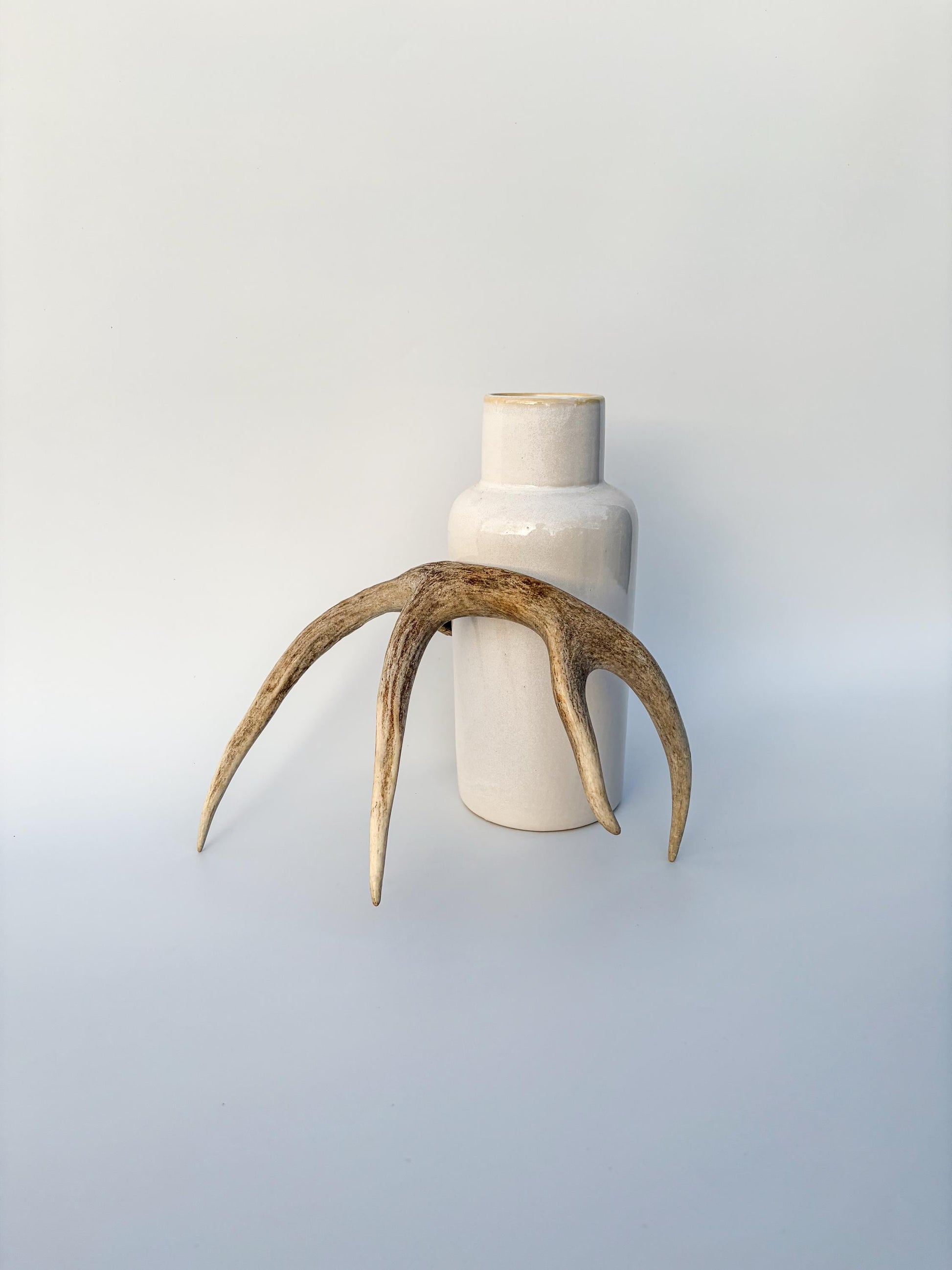 Deer Antler - White-tailed deer Antler. Wild antler for decor, design, crafting and more