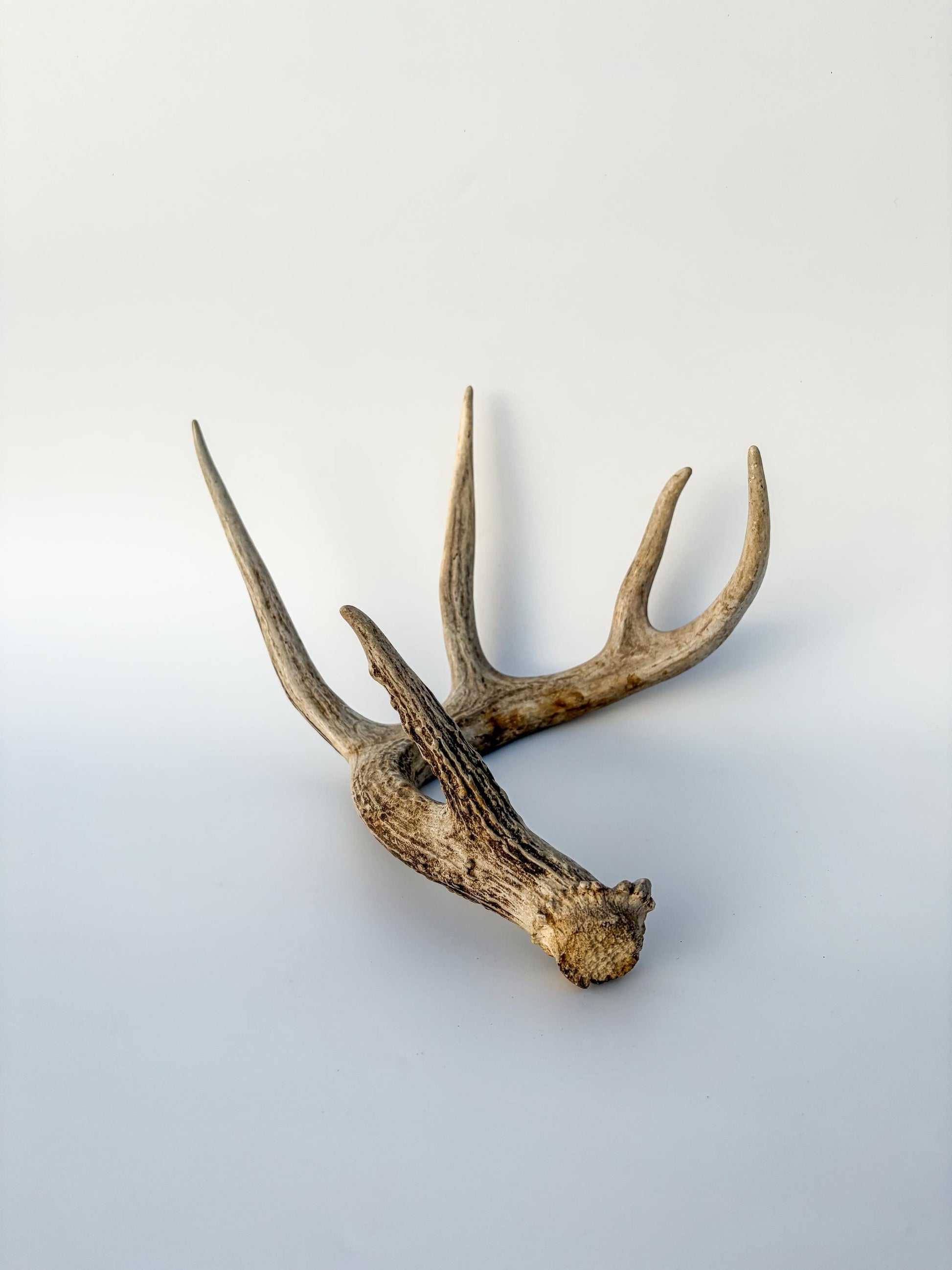 Deer Antler - White-tailed deer Antler. Wild antler for decor, design, crafting and more