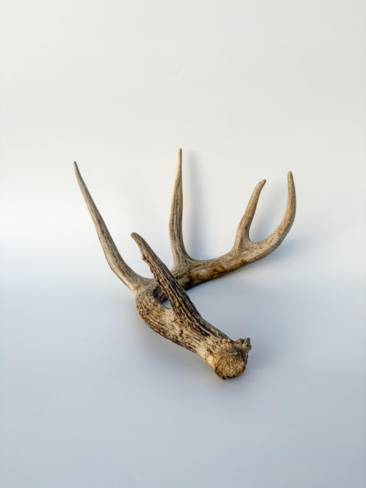 Deer Antler - White-tailed deer Antler. Wild antler for decor, design, crafting and more