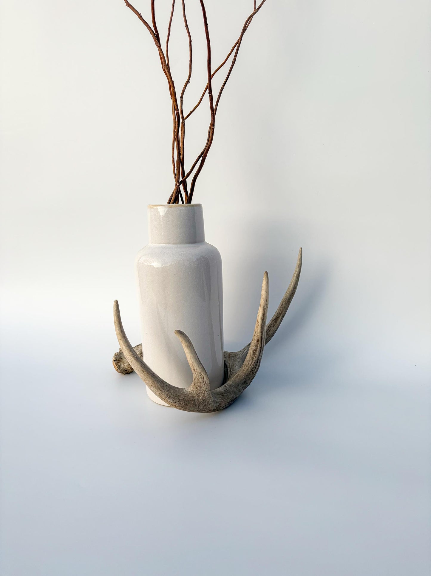 Deer Antler - White-tailed deer Antler. Wild antler for decor, design, crafting and more