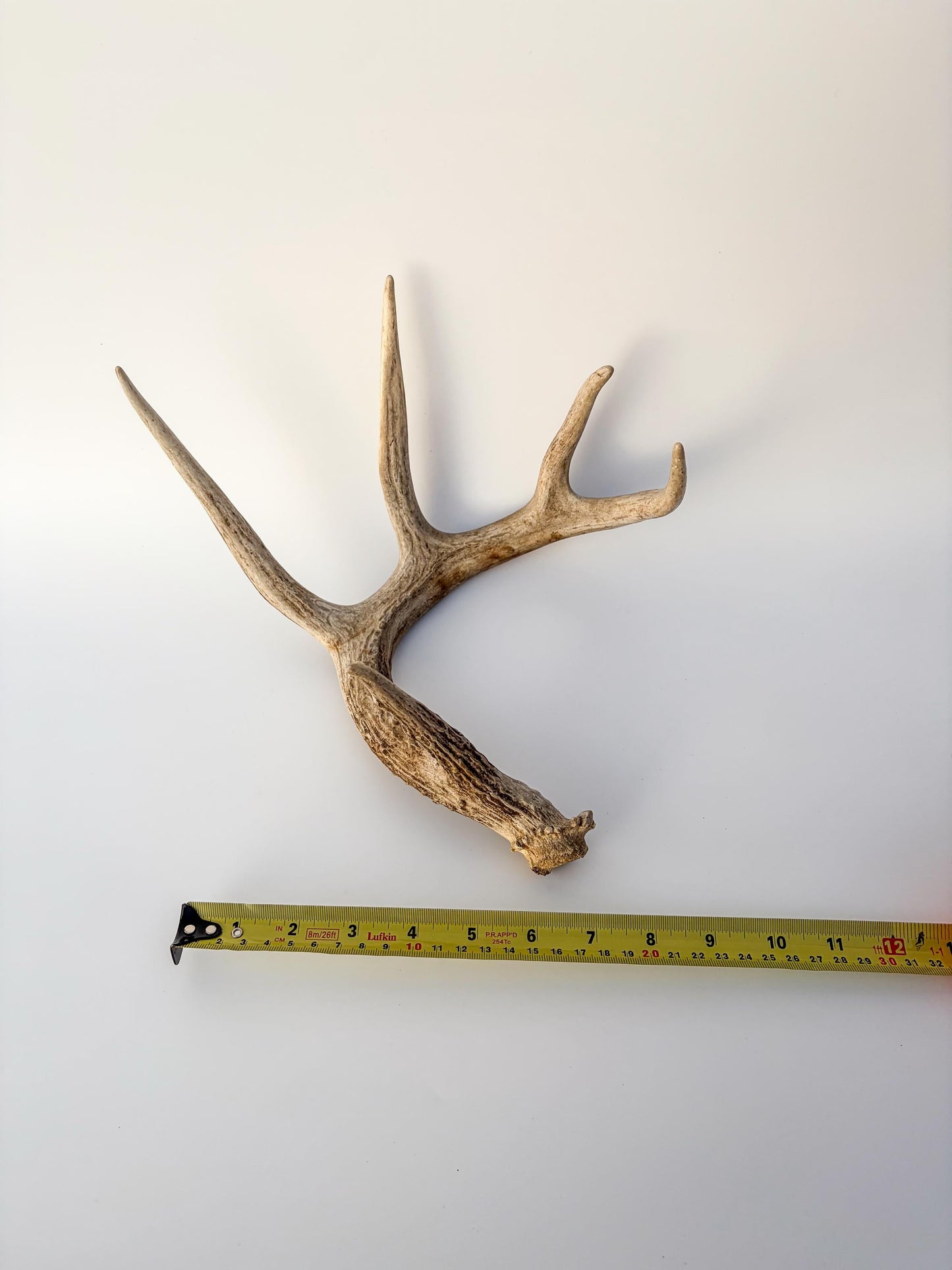 Deer Antler - White-tailed deer Antler. Wild antler for decor, design, crafting and more