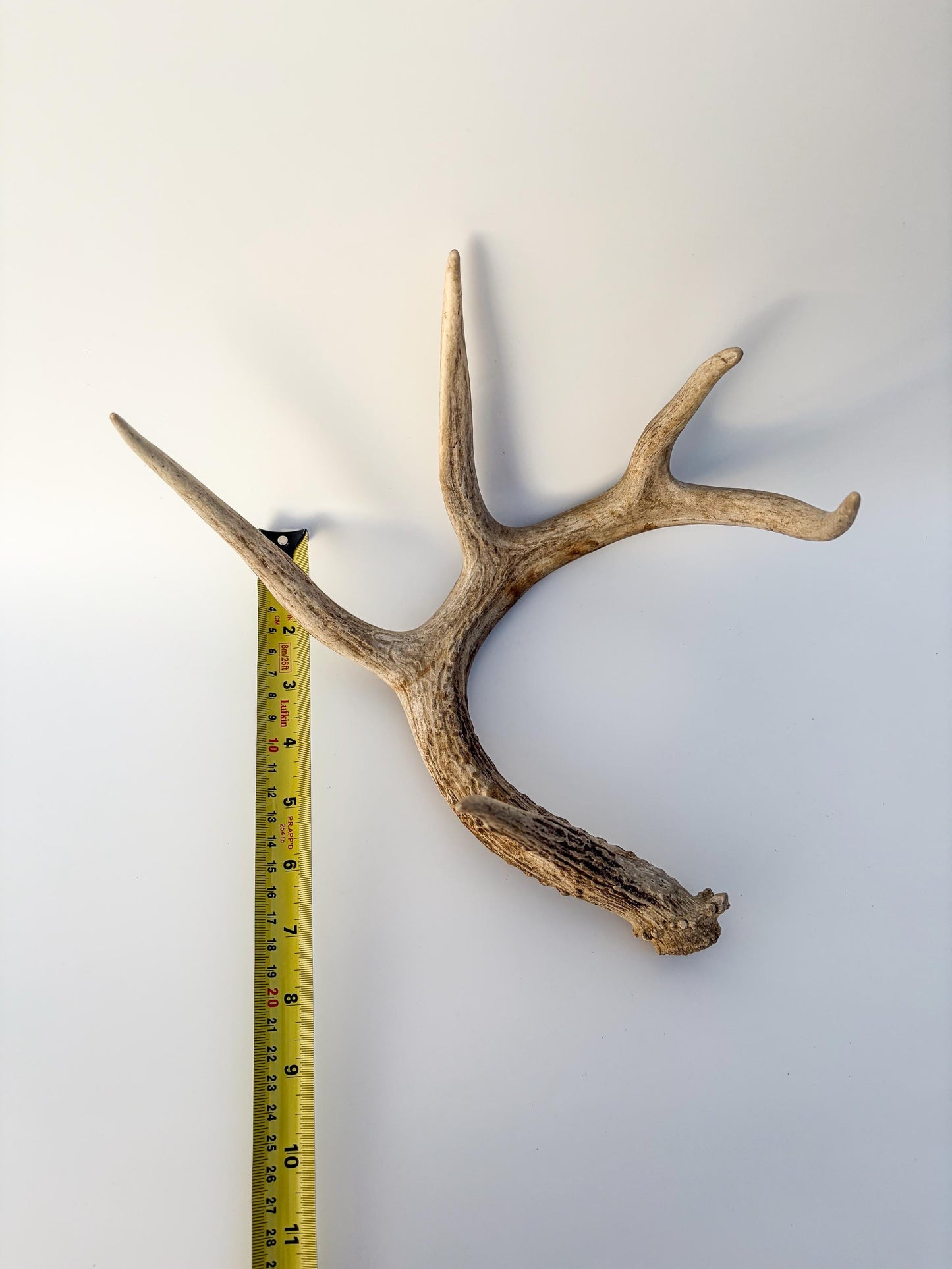 Deer Antler - White-tailed deer Antler. Wild antler for decor, design, crafting and more