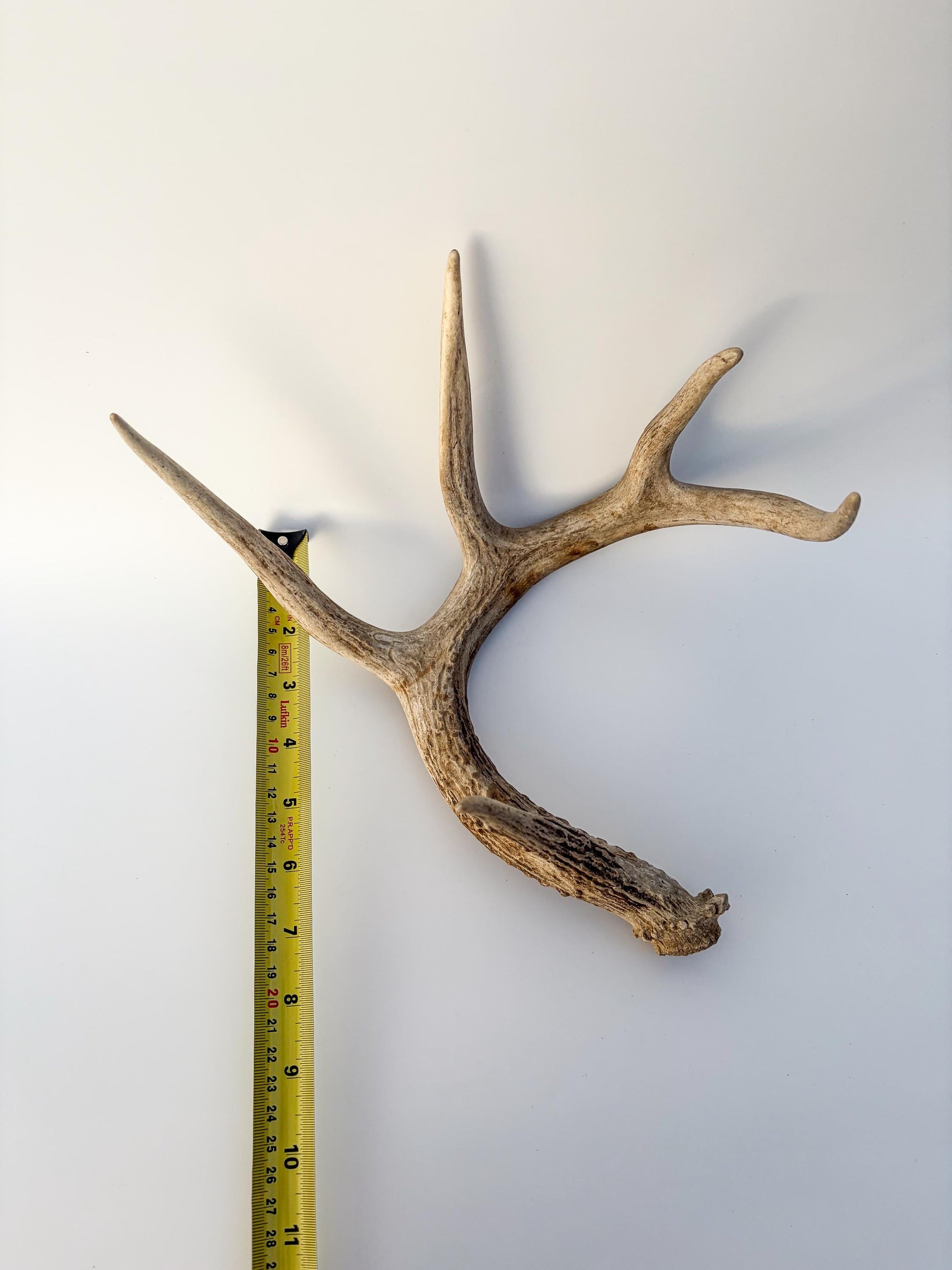 Deer Antler - White-tailed deer Antler. Wild antler for decor, design, crafting and more