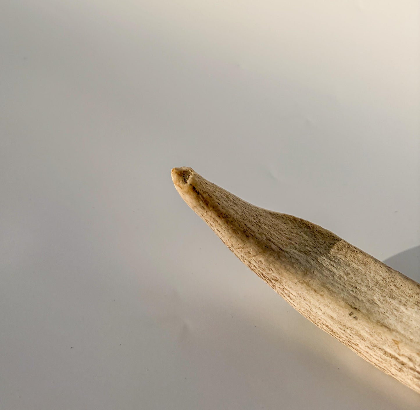 White-tailed Deer Antler – Heavy Naturally Shed, Crafting and Decor Antler