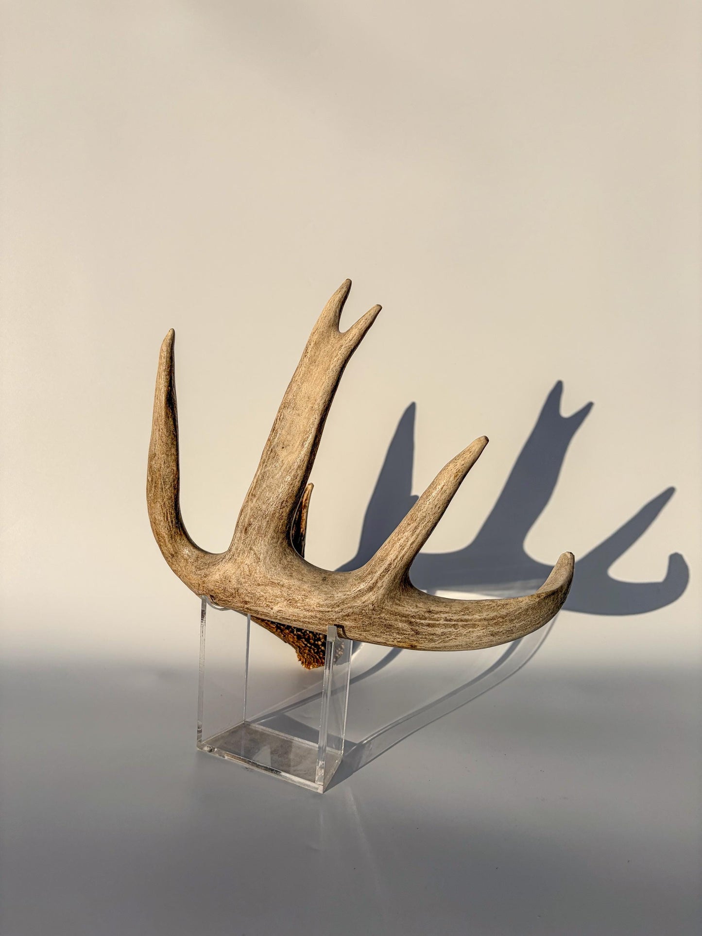 White-tailed Deer Antler – Heavy Naturally Shed, Crafting and Decor Antler