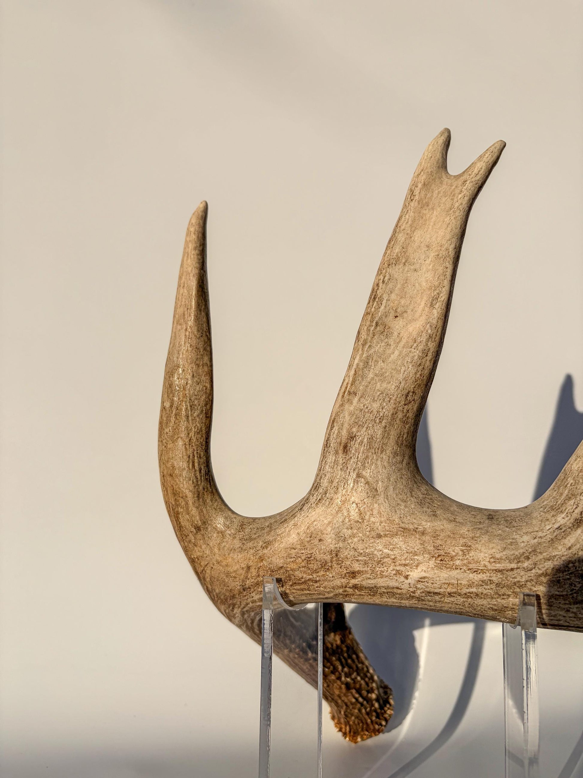 White-tailed Deer Antler – Heavy Naturally Shed, Crafting and Decor Antler