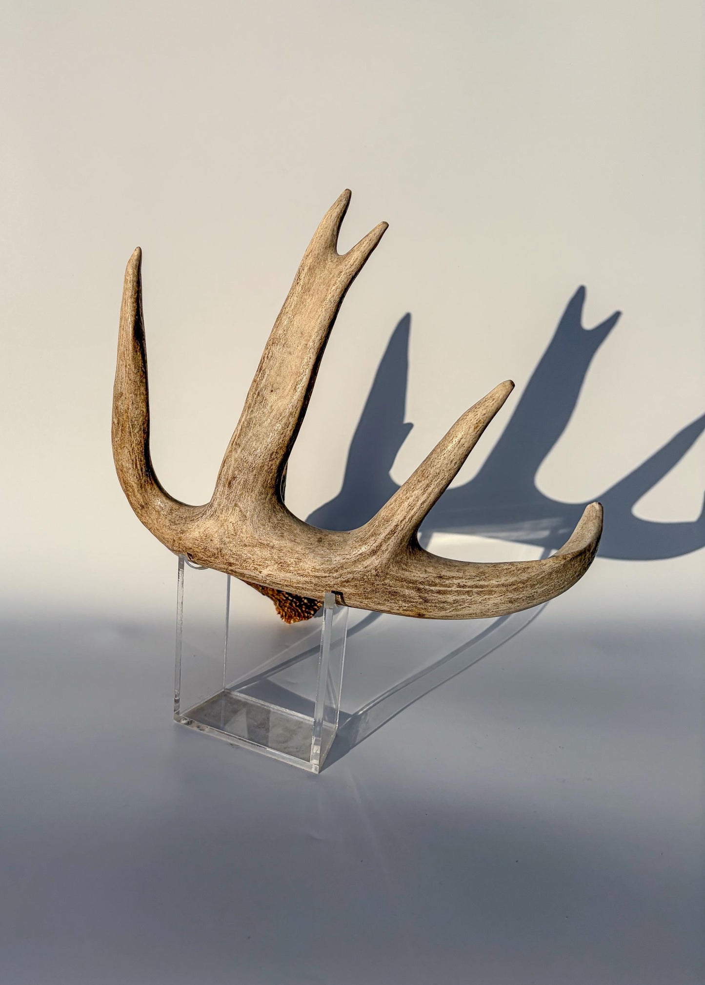 White-tailed Deer Antler – Heavy Naturally Shed, Crafting and Decor Antler