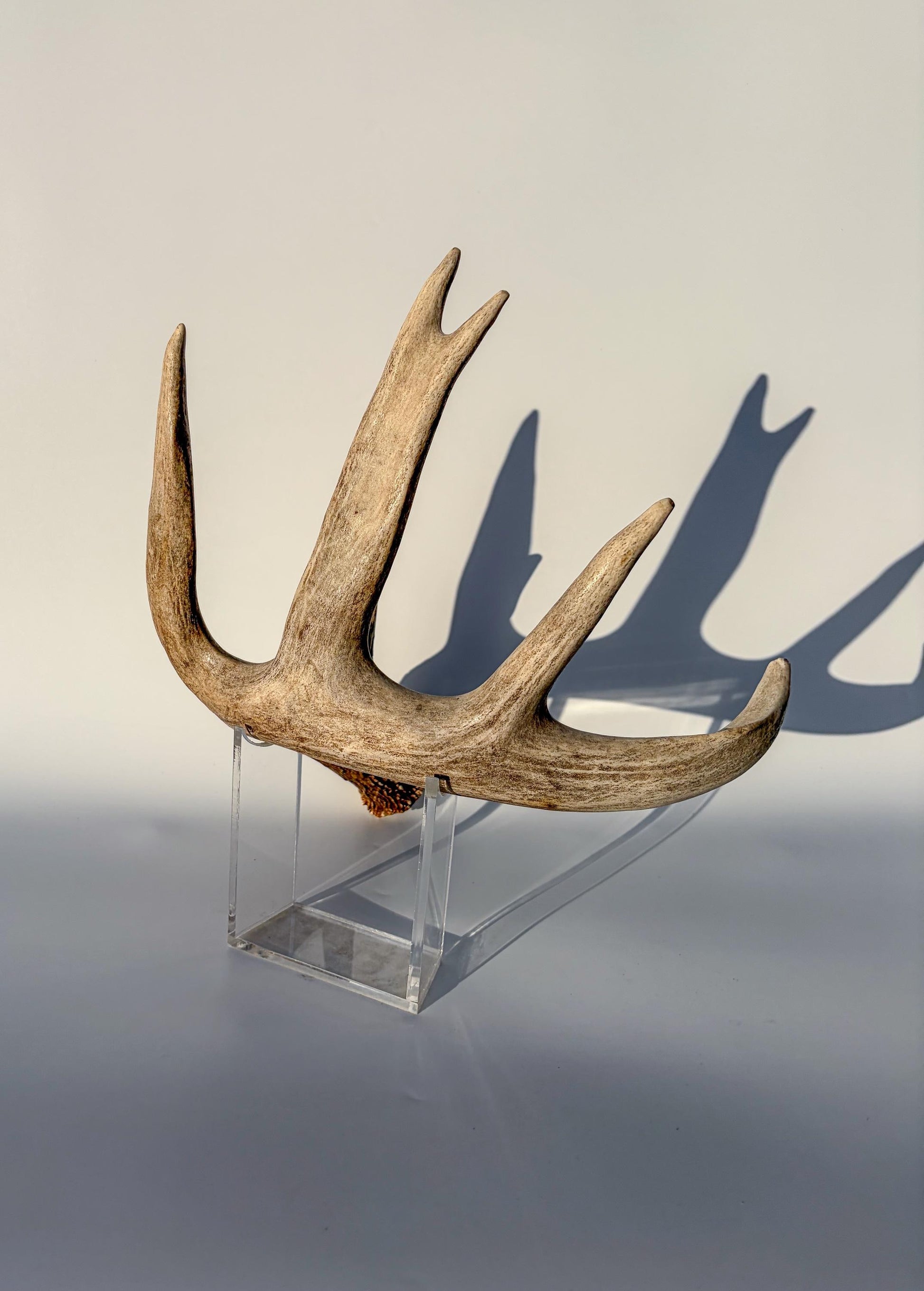 White-tailed Deer Antler – Heavy Naturally Shed, Crafting and Decor Antler