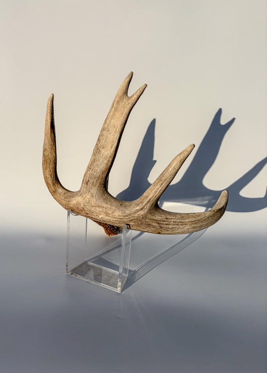 White-tailed Deer Antler – Heavy Naturally Shed, Crafting and Decor Antler