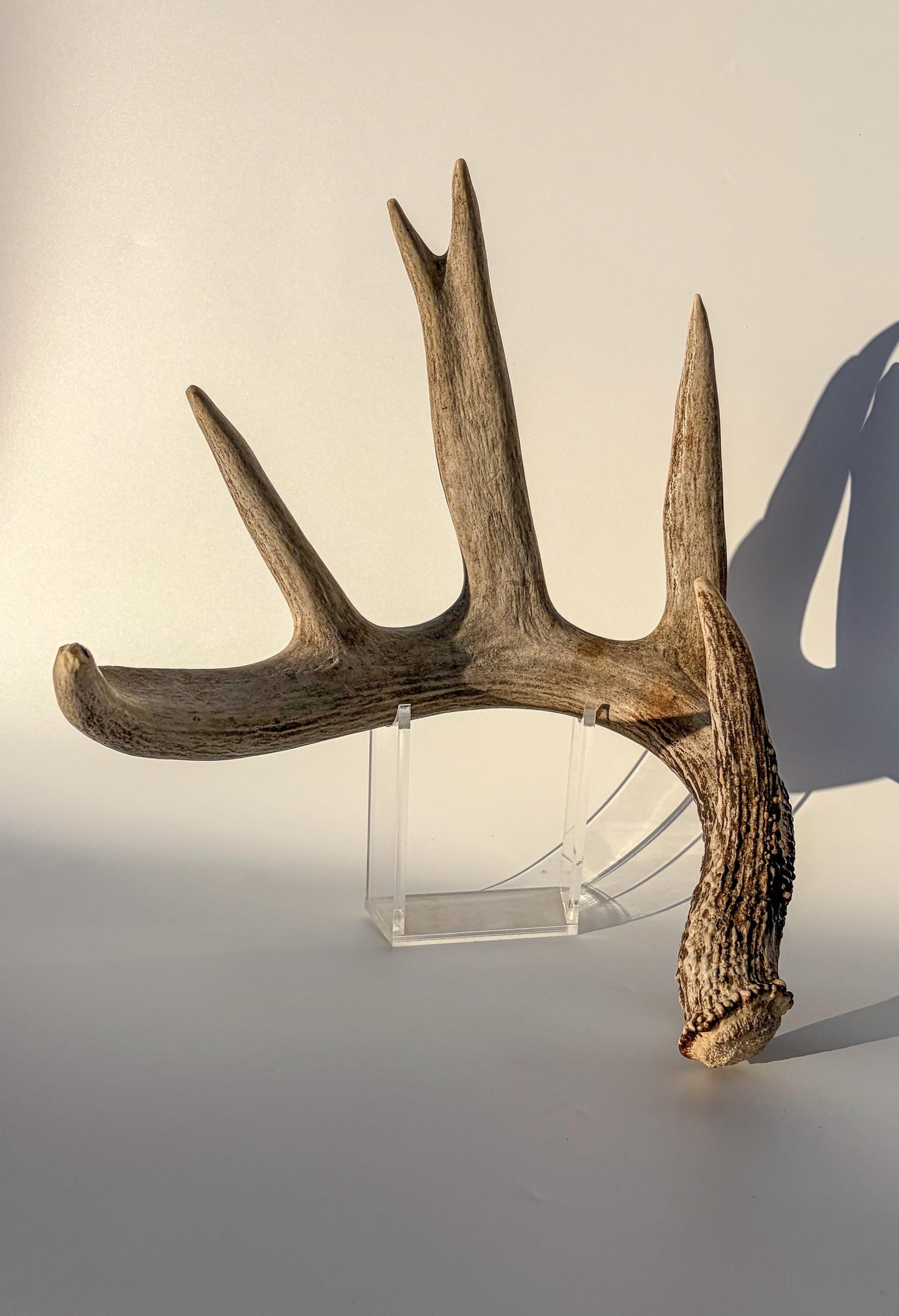 White-tailed Deer Antler – Heavy Naturally Shed, Crafting and Decor Antler