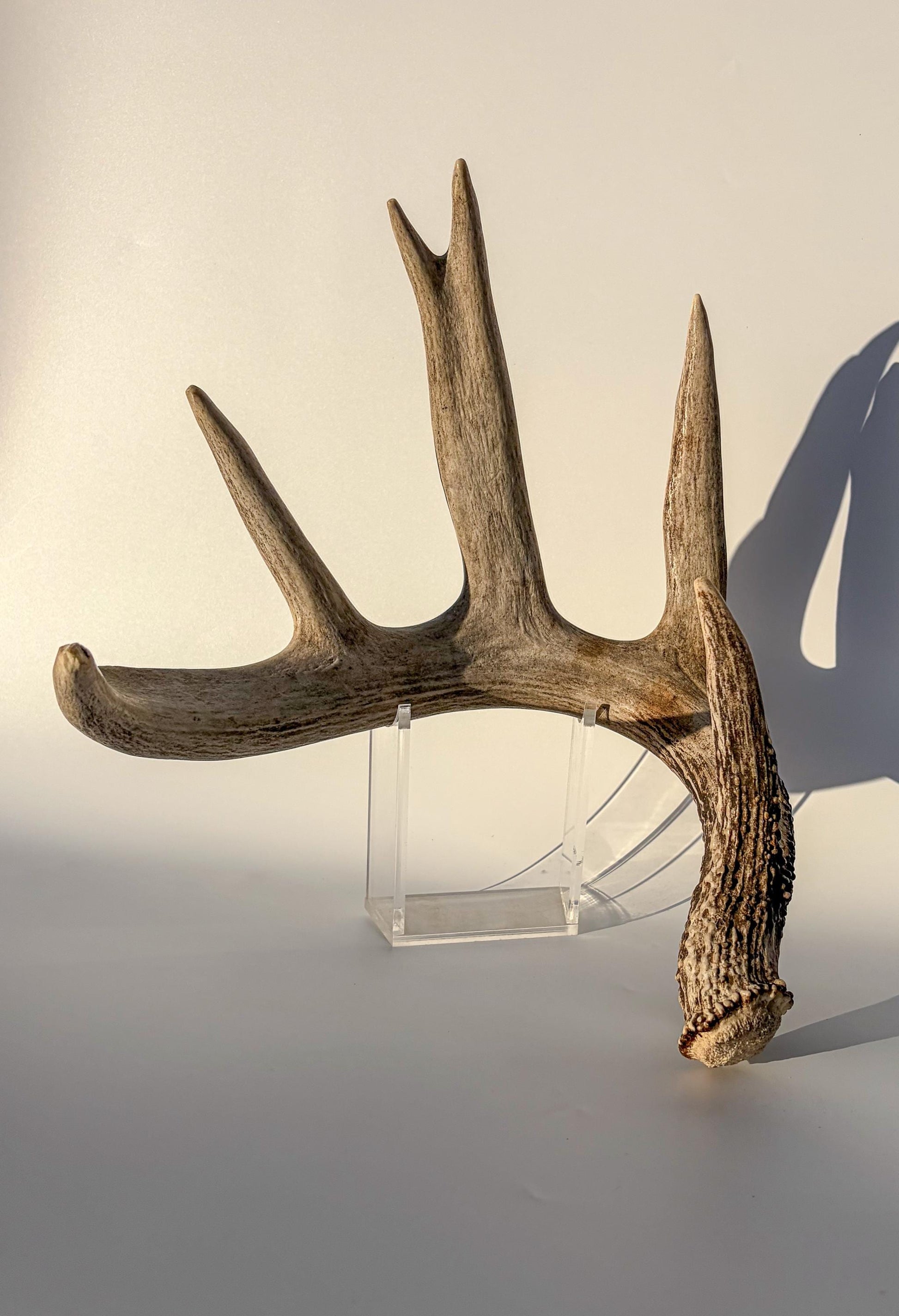 White-tailed Deer Antler – Heavy Naturally Shed, Crafting and Decor Antler