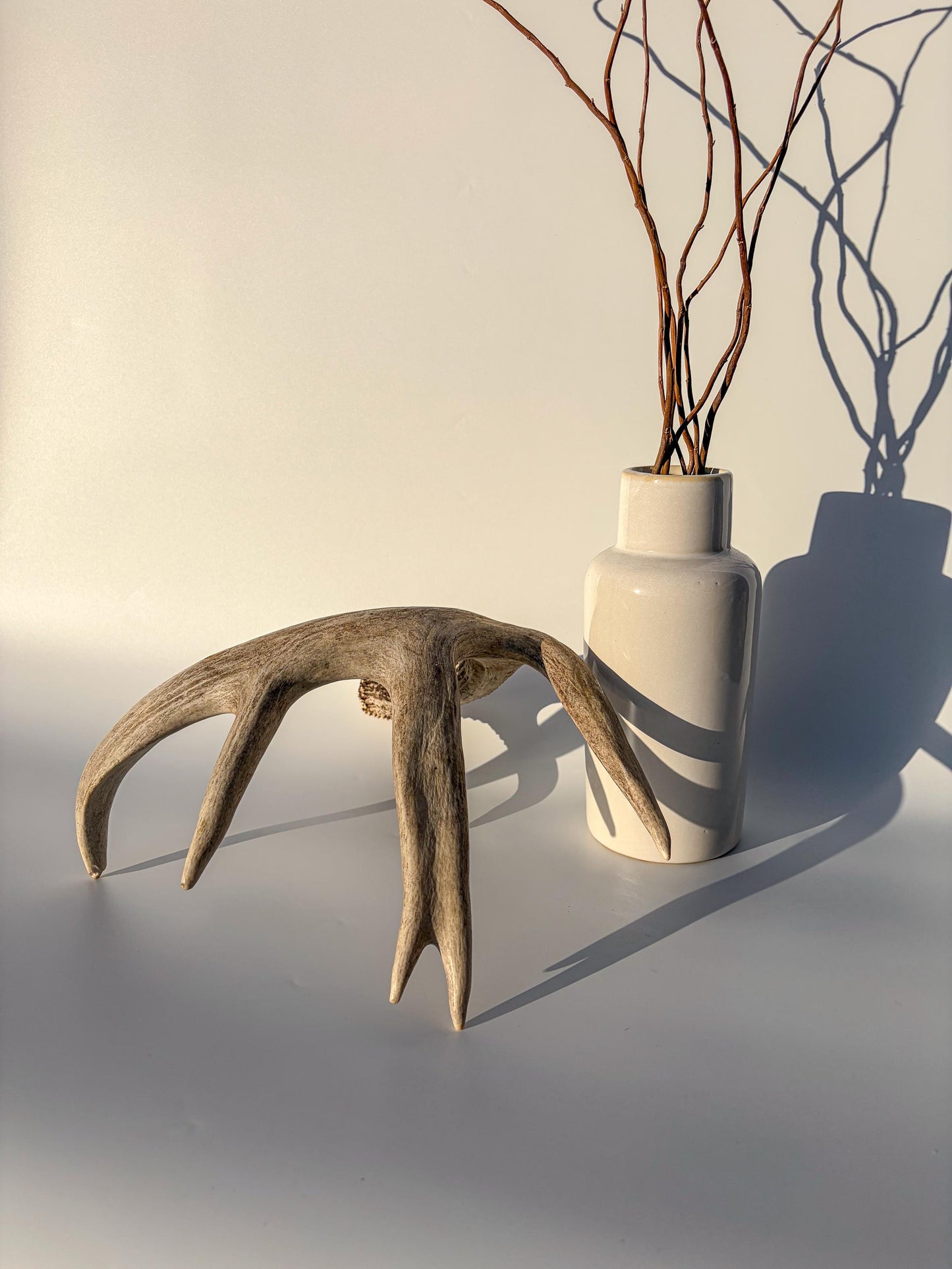 White-tailed Deer Antler – Heavy Naturally Shed, Crafting and Decor Antler