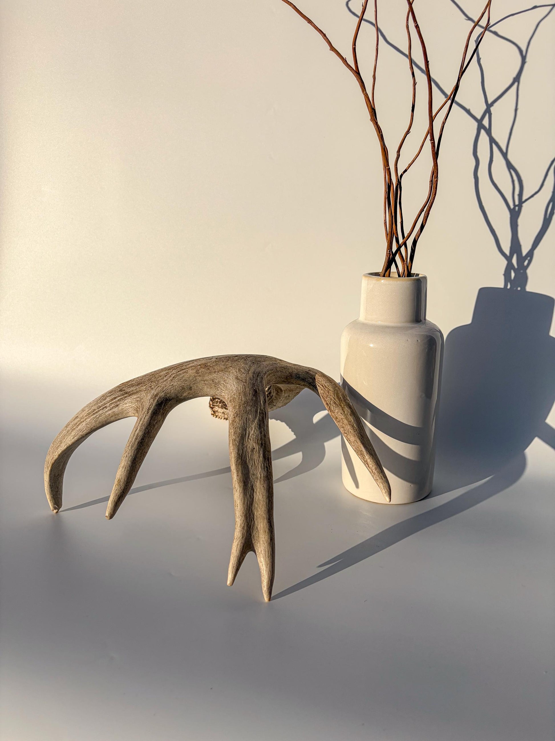 White-tailed Deer Antler – Heavy Naturally Shed, Crafting and Decor Antler