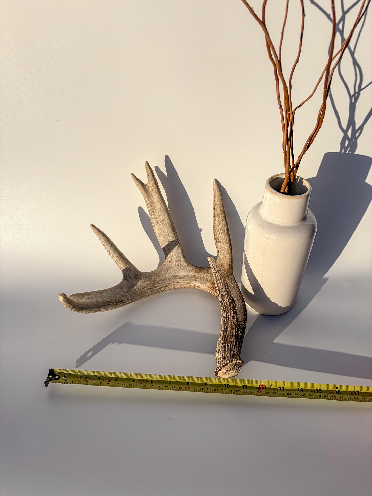 White-tailed Deer Antler – Heavy Naturally Shed, Crafting and Decor Antler