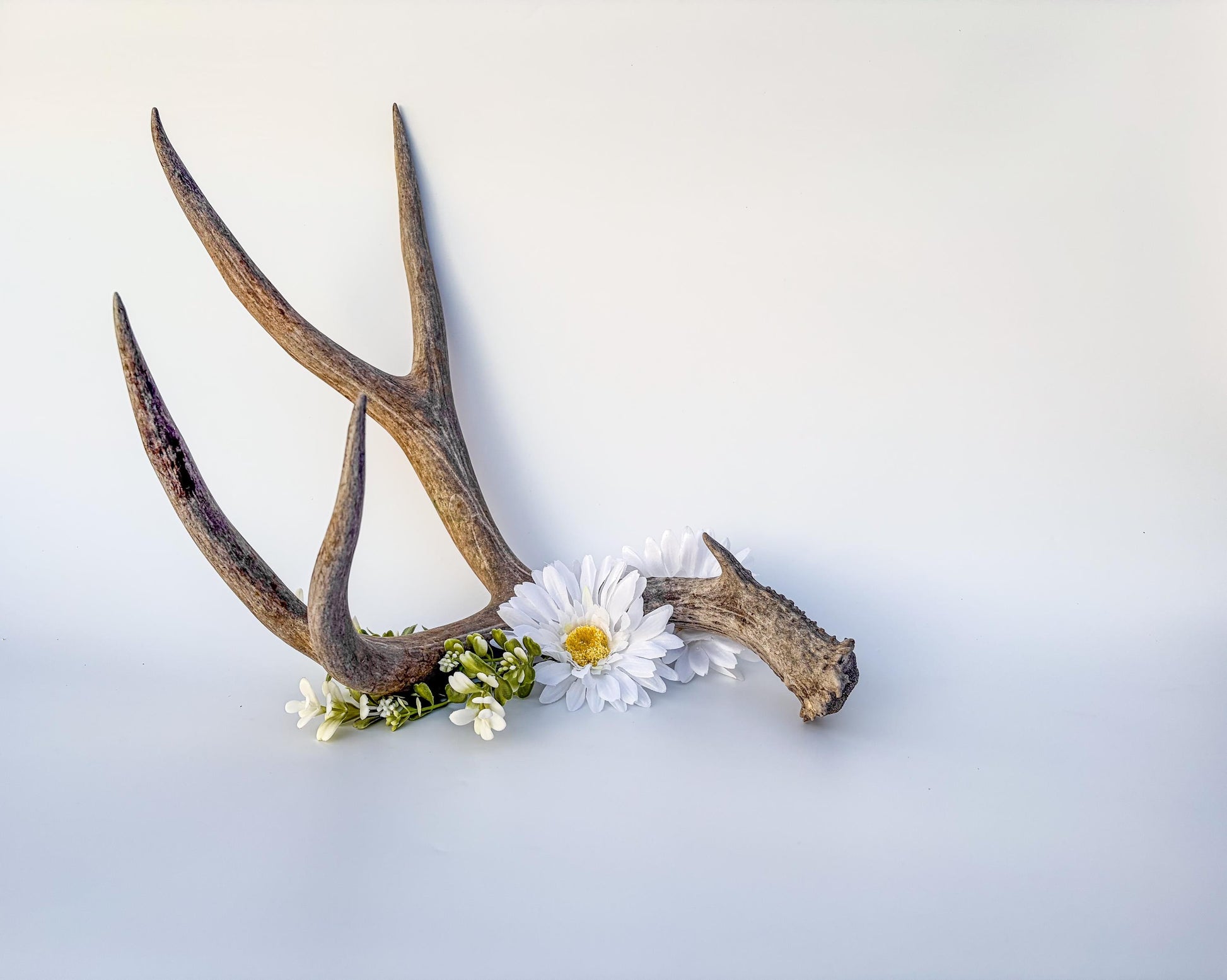 Mule deer antler. Large deep forked antler ideal for rustic style decor