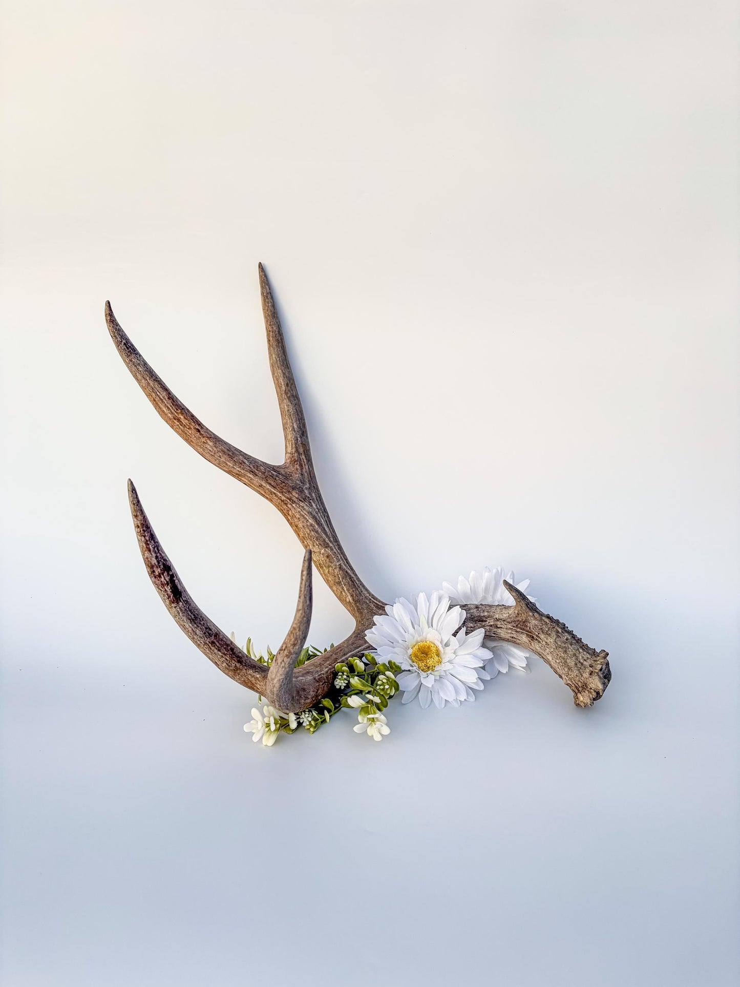 Mule deer antler. Large deep forked antler ideal for rustic style decor