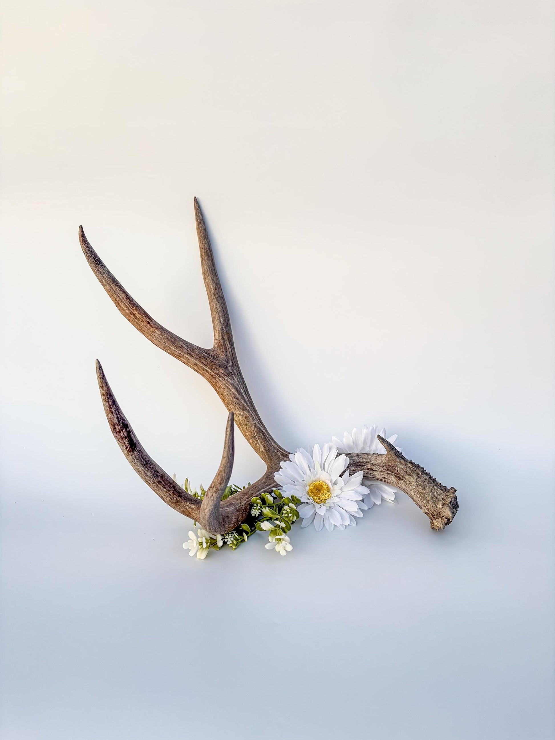 Mule deer antler. Large deep forked antler ideal for rustic style decor