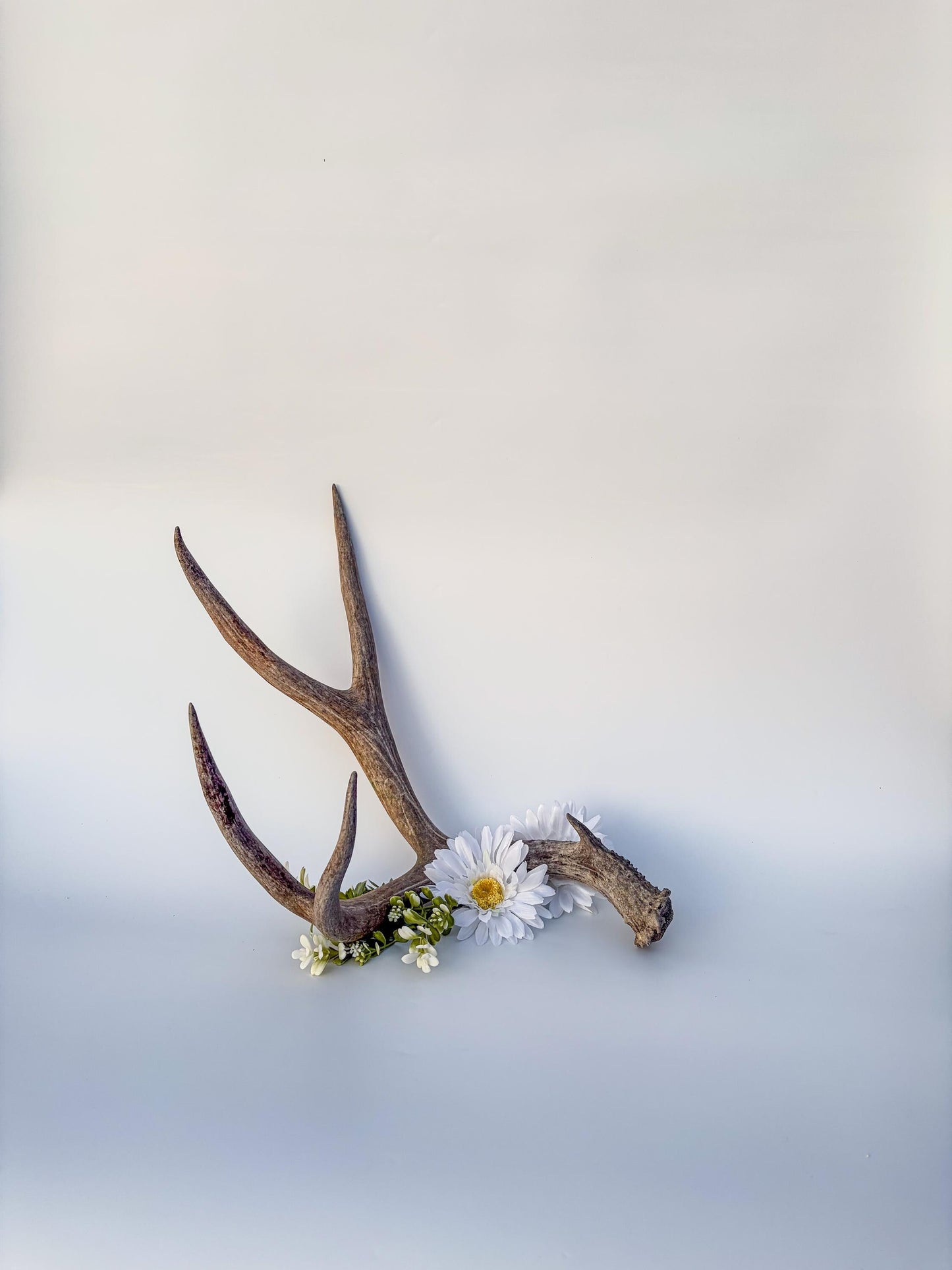 Mule deer antler. Large deep forked antler ideal for rustic style decor